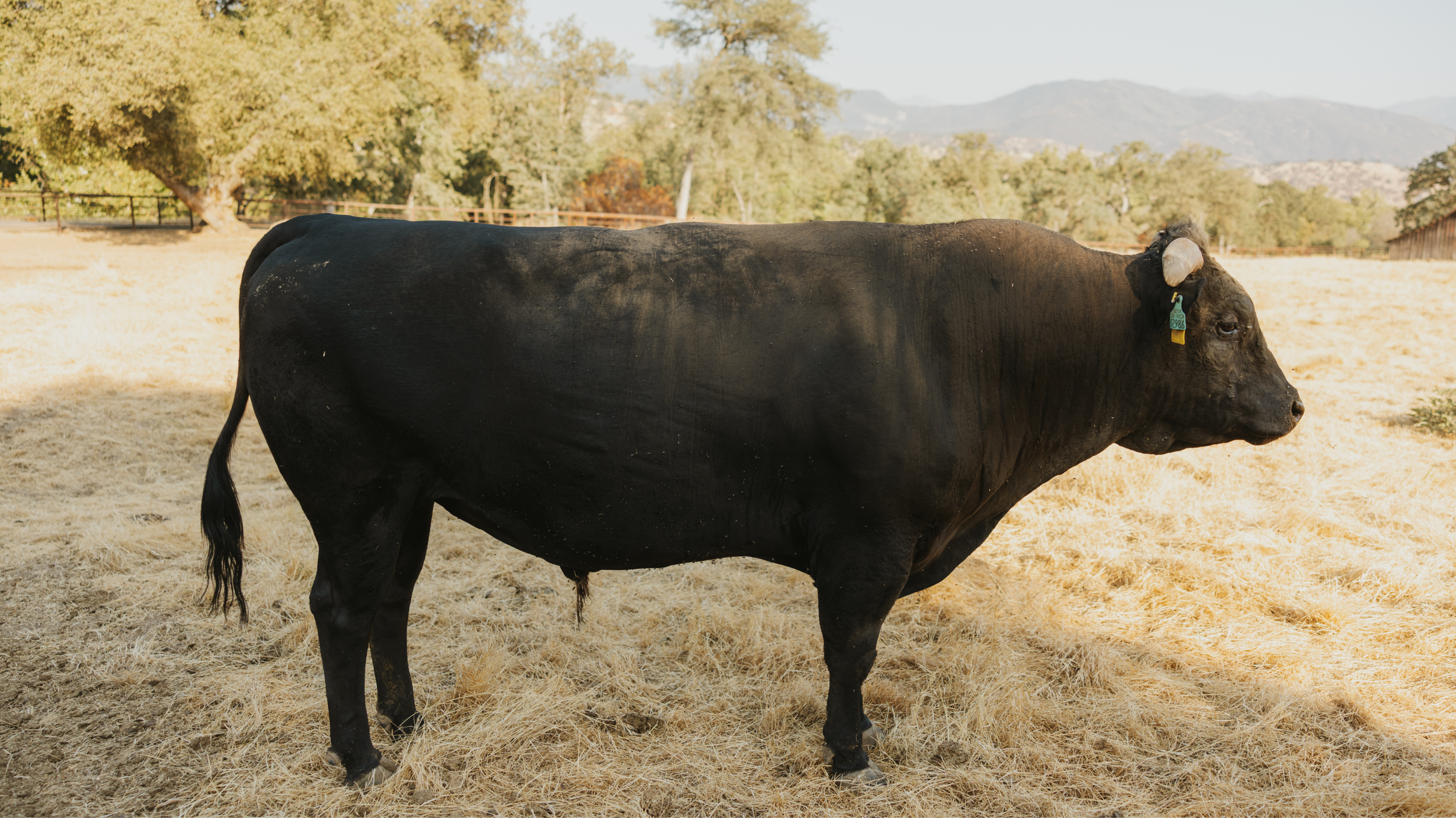 Untitled design (1).png