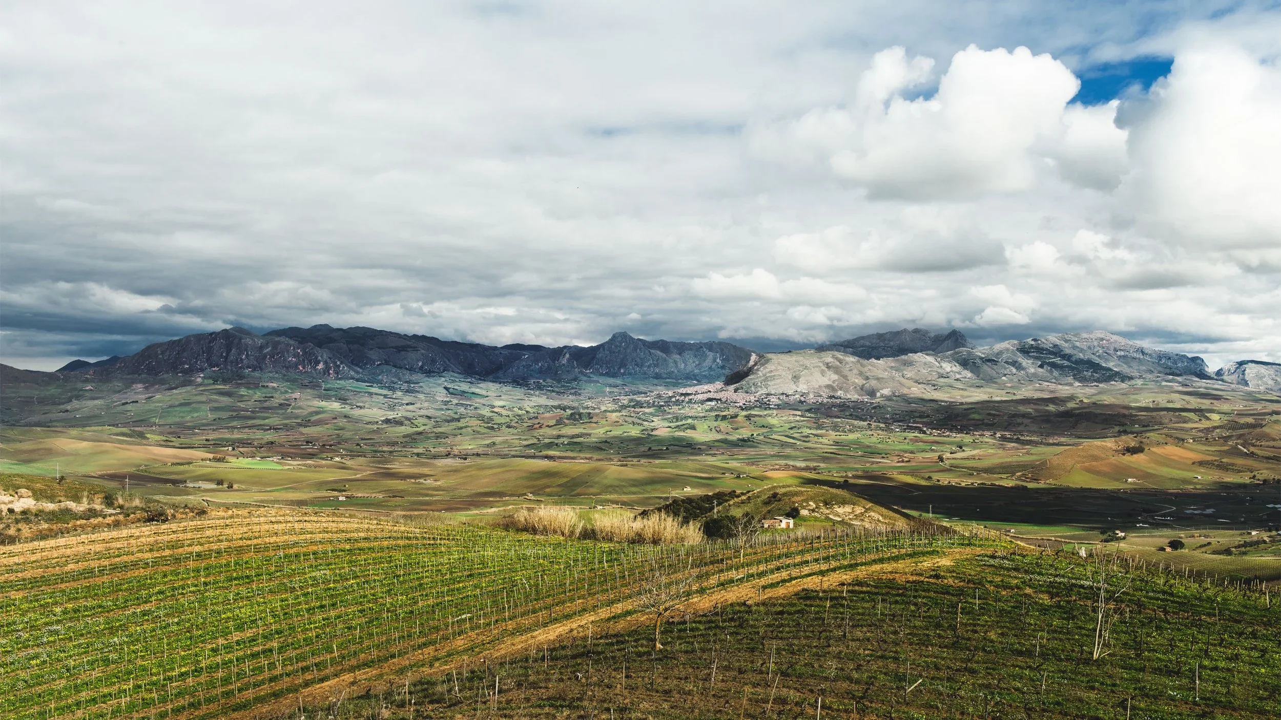 Porta+del+Vento+Sicilia+Vineyards.jpg.webp
