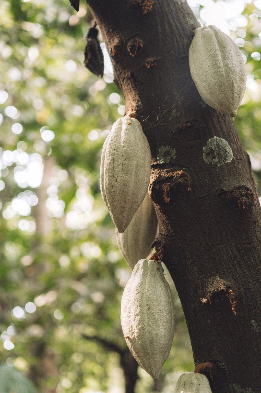 WhatsApp Image 2025-06-28 at 16.37.16.jpeg