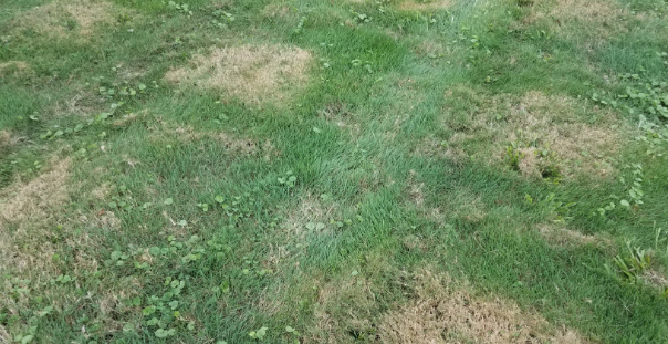 Should You Replace Your Lawn or Keep Patching It?
