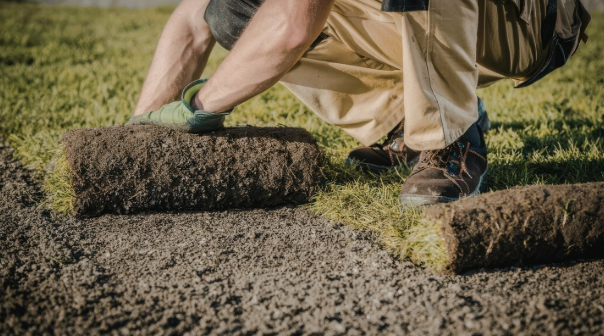 Is June a Good Time to Install New Sod in Olathe?