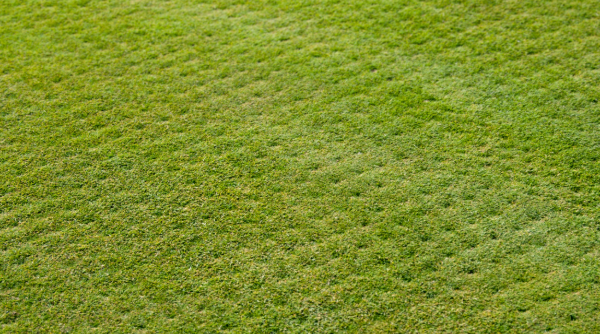 How Professional Sod Installation Helps Prevent Drainage Problems