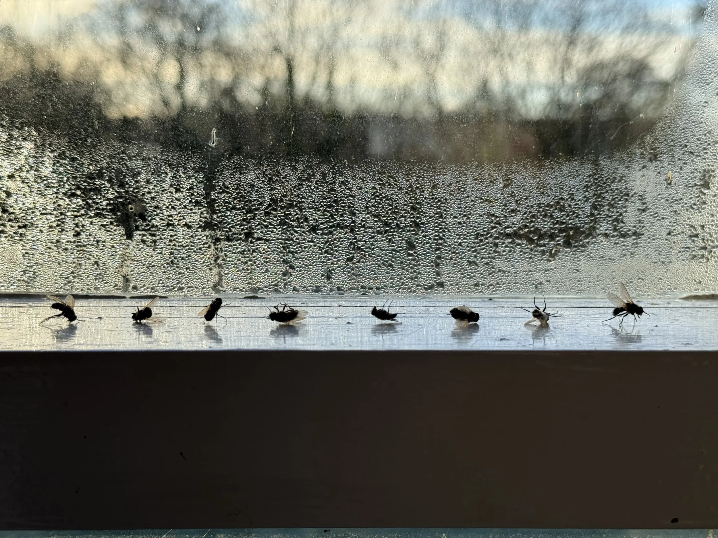 eight small flies siting on a window sill with drops of condensation on the window and behind, the blurry forms of trees in the distance out of focus