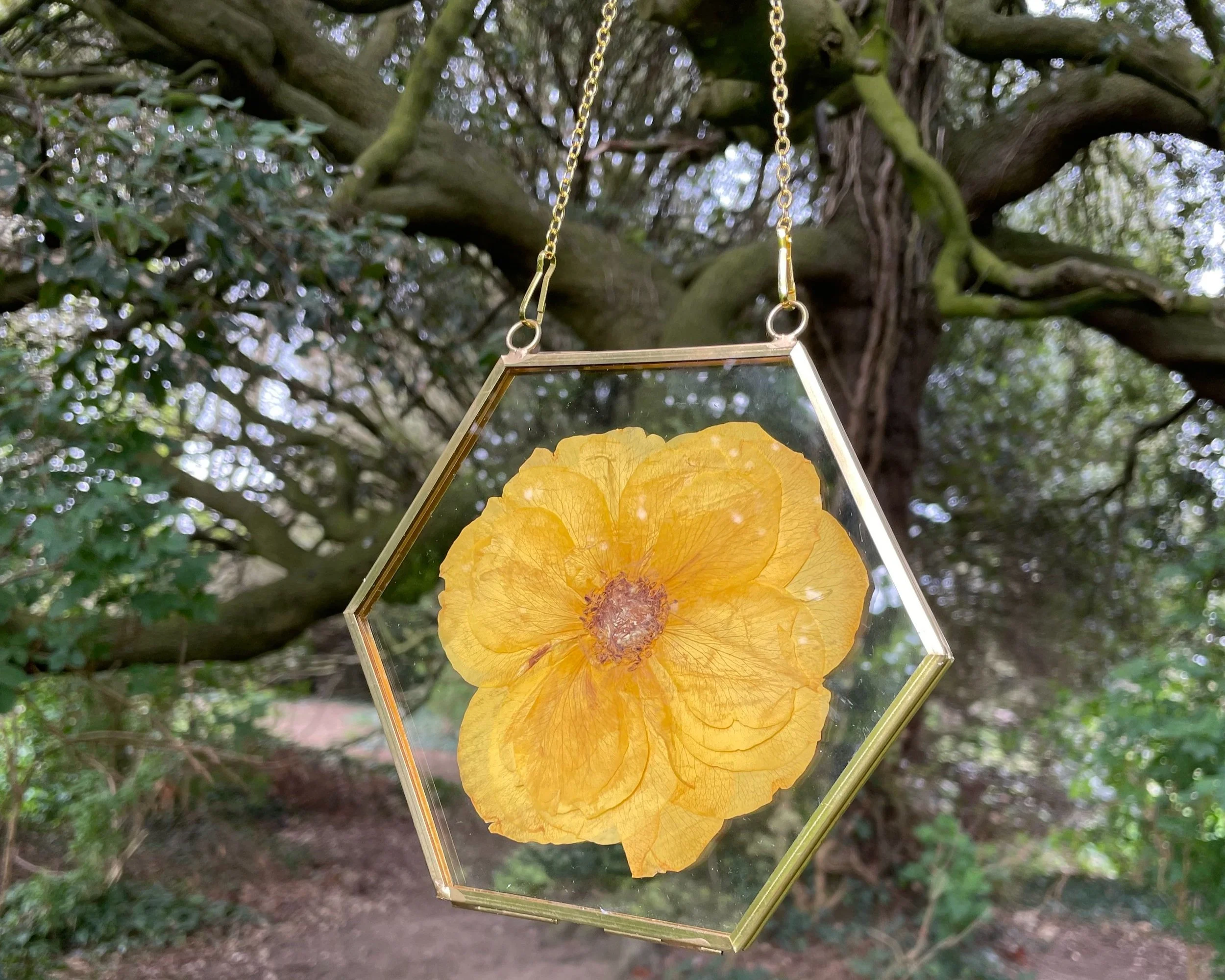 A hexagonal glass frame hanging from a tree, with a yellow flower preserved inside.