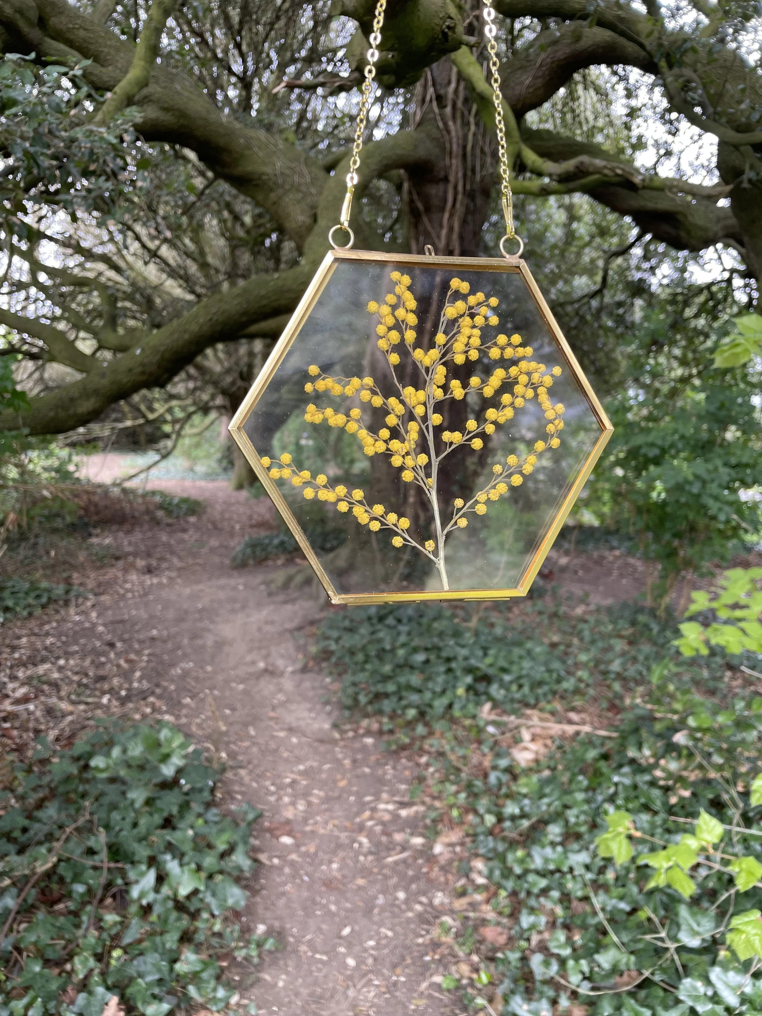 A hexagonal glass ornament with a gold frame and chain, hanging from a tree branch in a wooded area, containing a dried yellow mimosa flower.