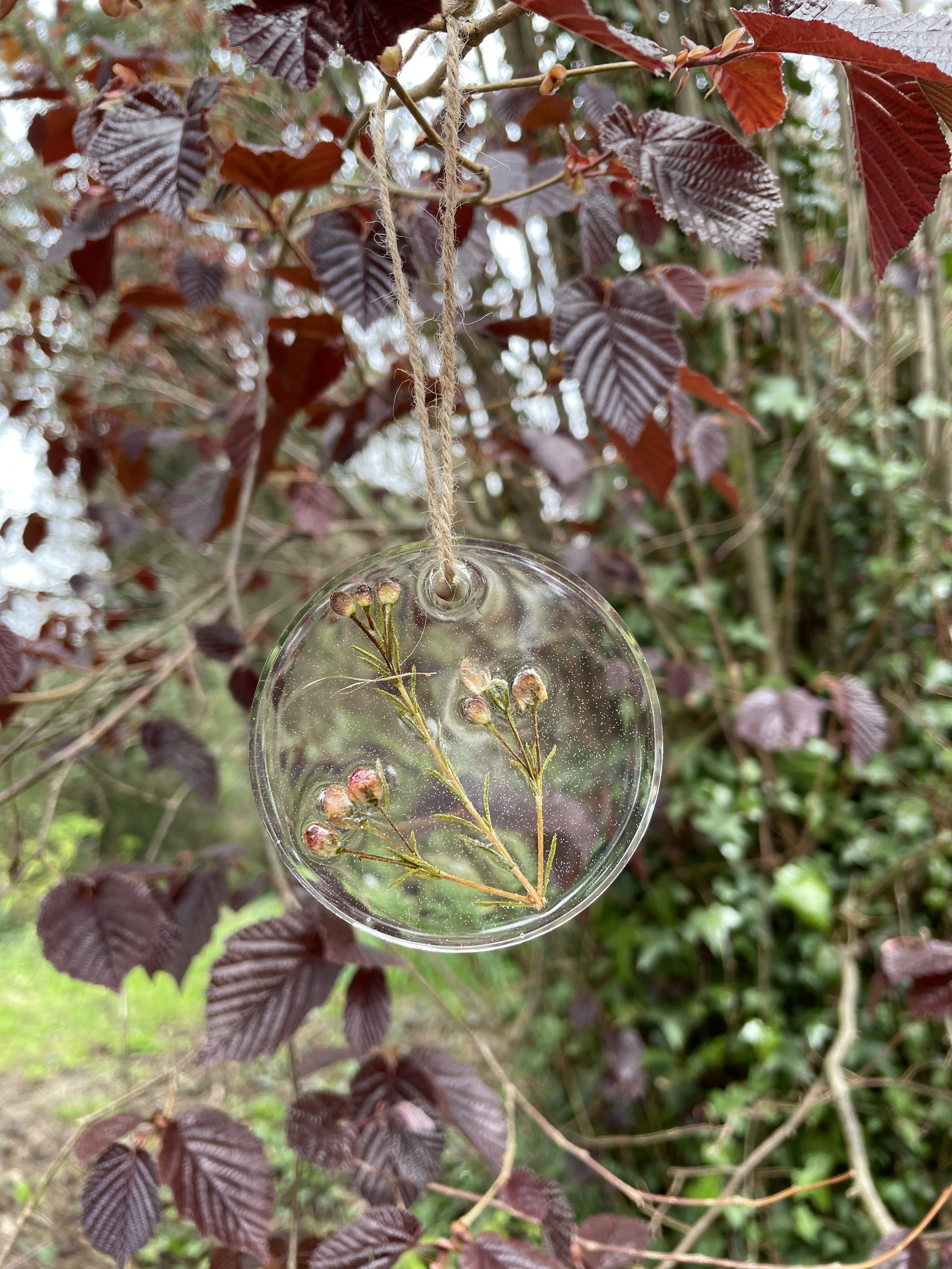 A transparent circular wind chime hanging from a branch with reddish-purple leaves and a small sprig inside the wind chime.