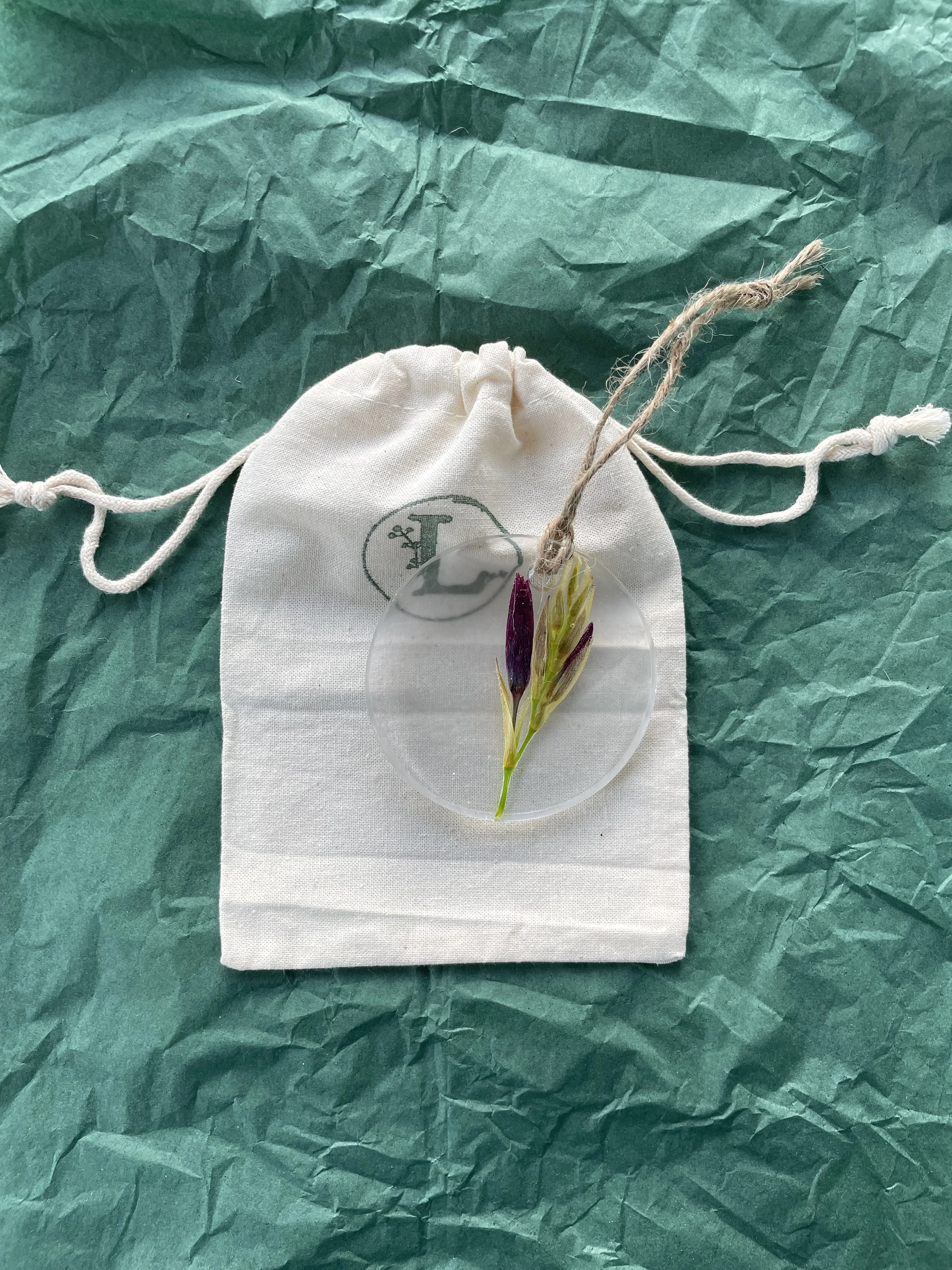 Kaffir  (River) Lily