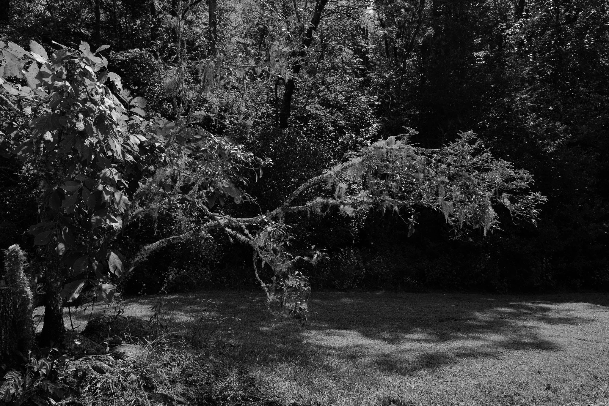Black and white photo of a sunlit tree with dense foliage in the background. Moss covers the branches, and sunlight creates shadows on the ground.
