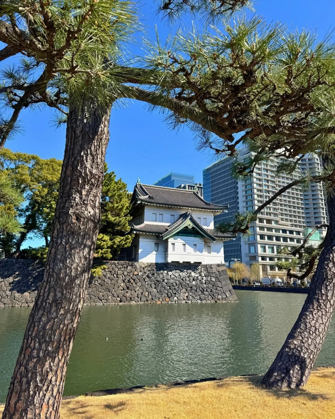 Come for a walk around Tokyo with me! 🌸

Sure, I did a lot of fun things in Tokyo, but my favourite part of the city was just walking around different parks and neighbourhoods and simply ✨existing✨ there.

Here are some of my favourite views wanderi