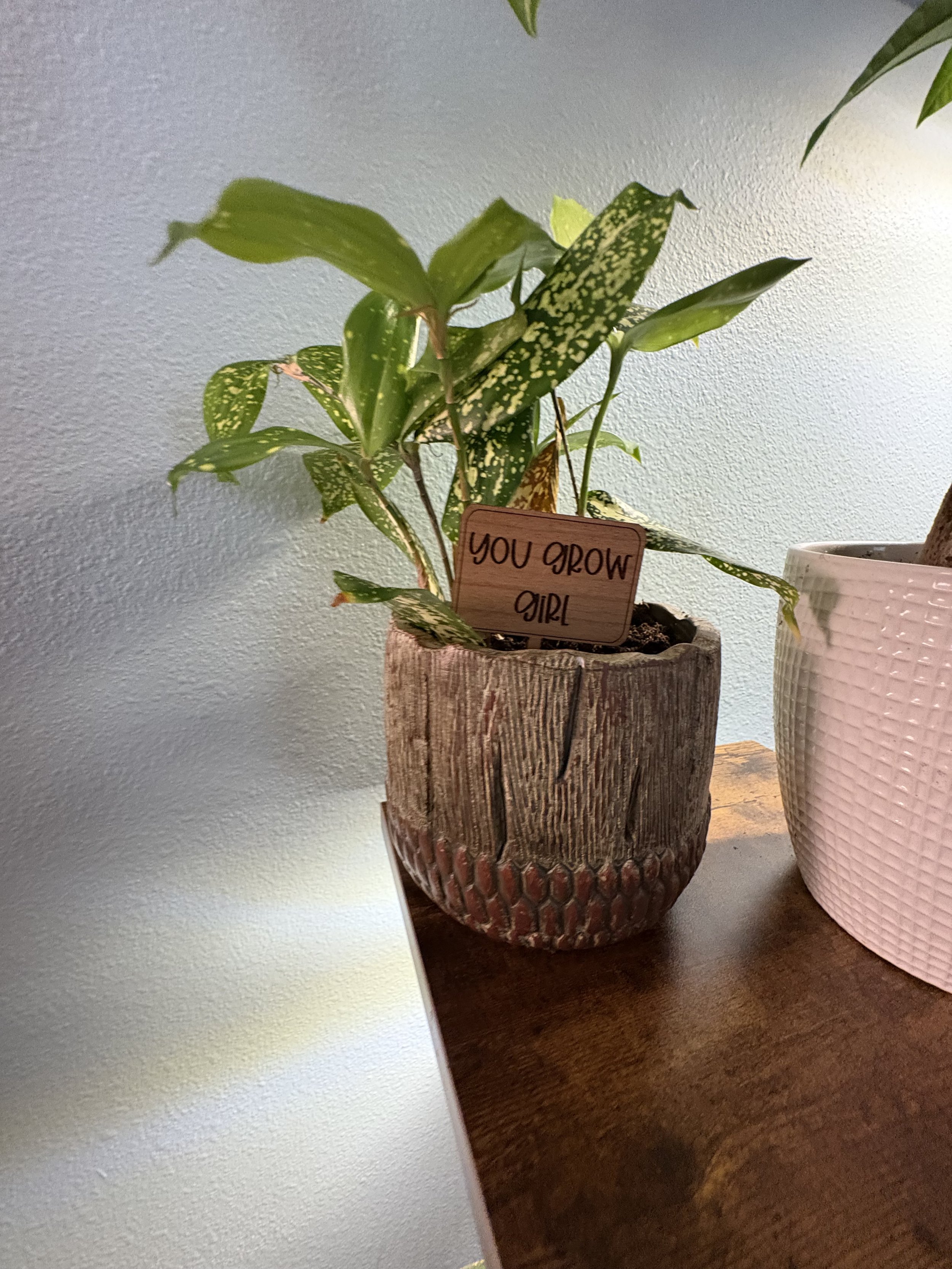 Potted plant with variegated green and yellow leaves, on a wooden surface next to a pink ceramic pot, with a wooden sign that reads 'You Grow Girl'.