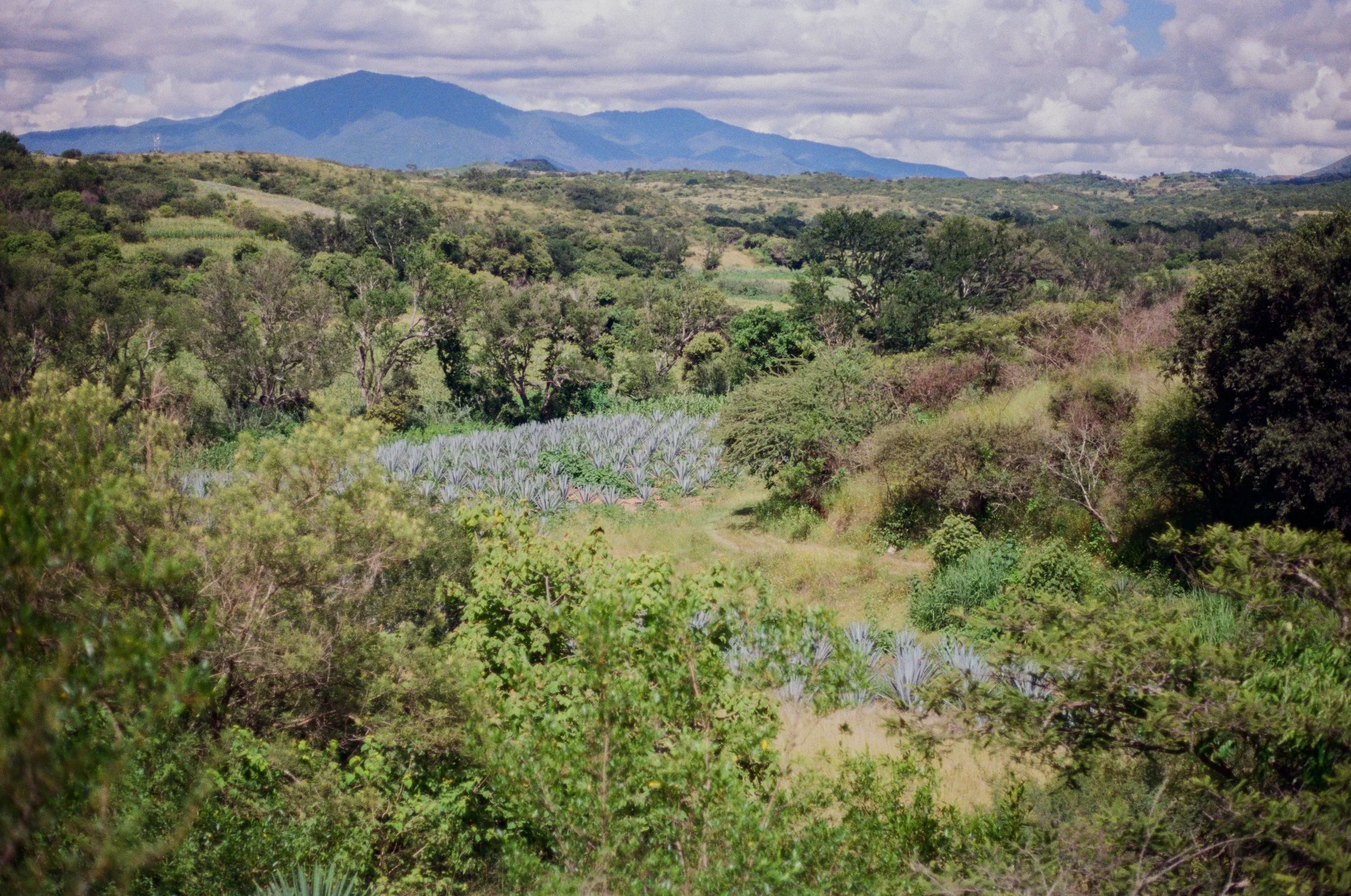 Landscape with agave plants and mountain in the distance under cloudy sky.