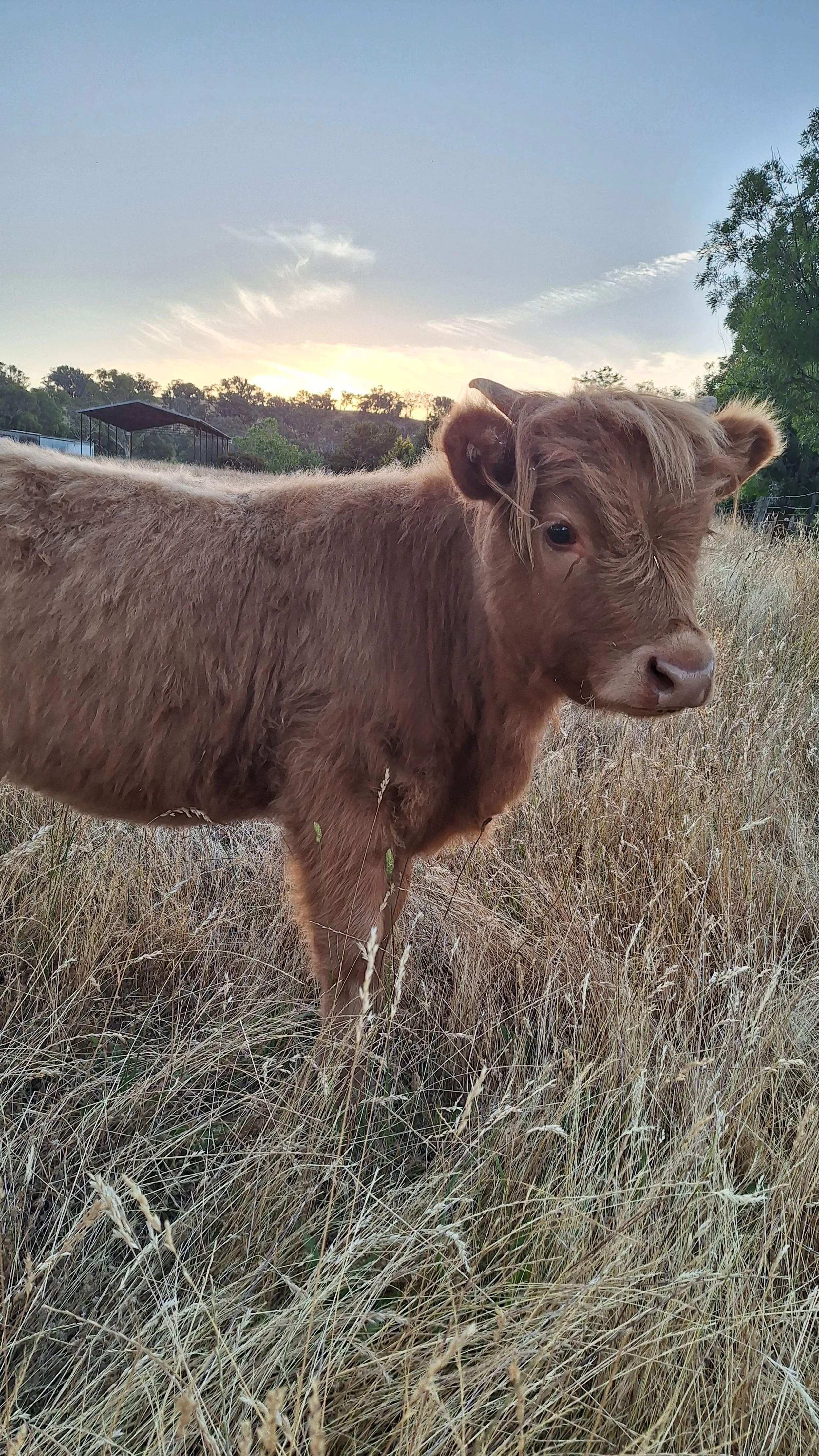 A brown cow standing in a field of tall, dry grass with a sunset sky in the background.