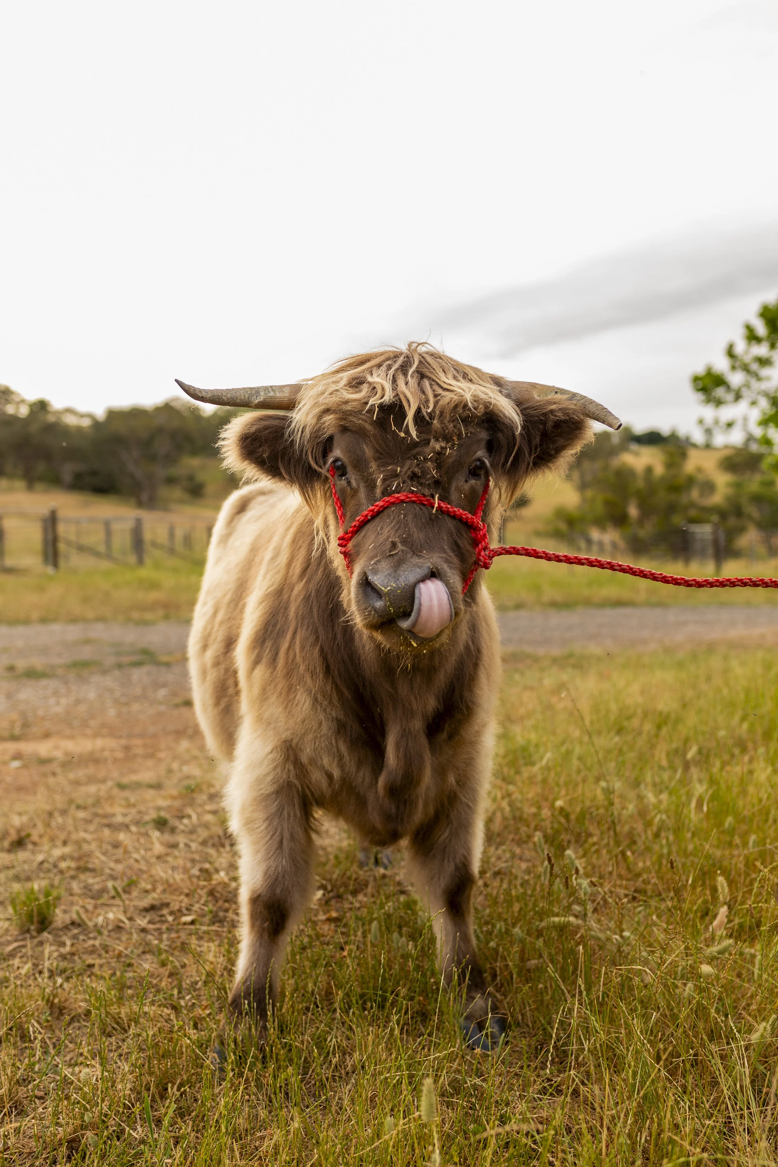A brown calf with a red halter and pink tongue sticking out in an outdoor pasture.