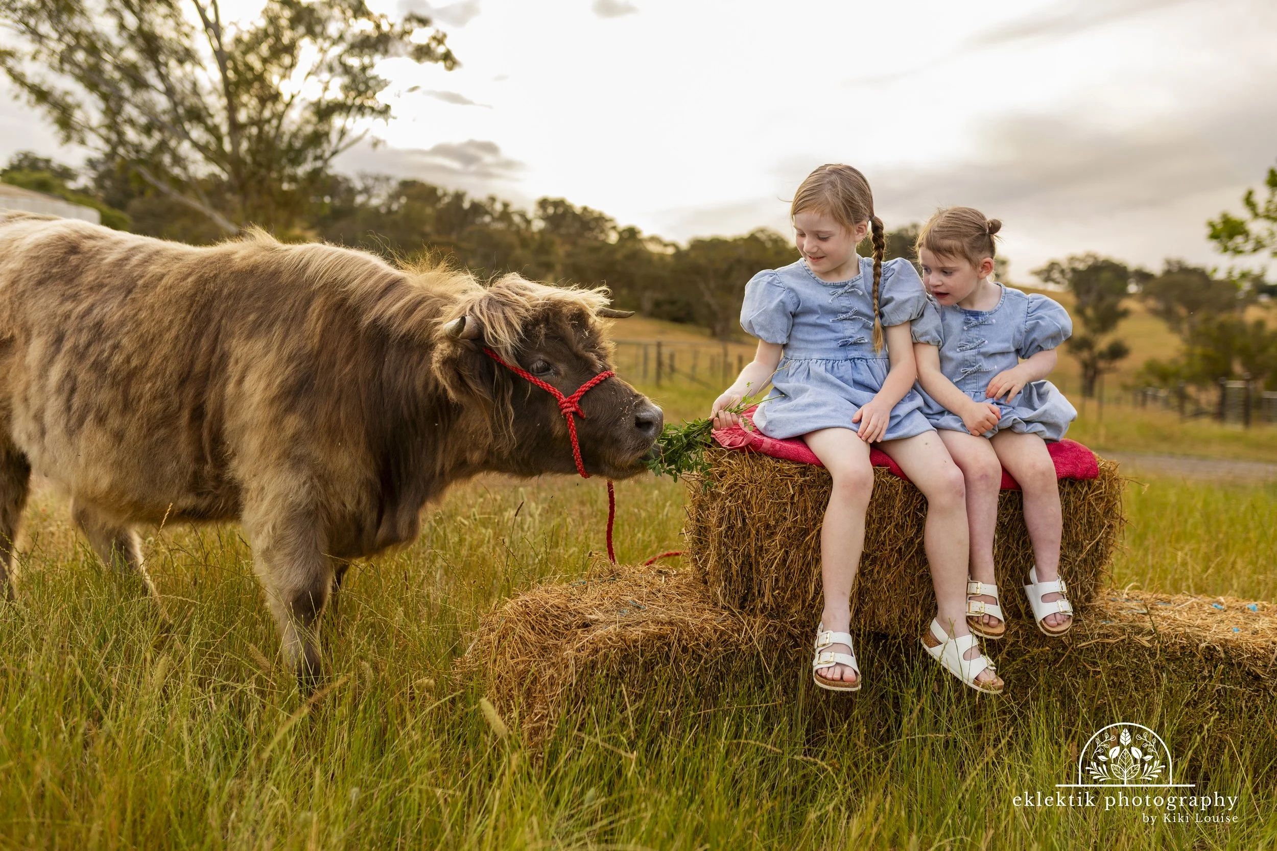 Two young girls in matching blue dresses sitting on hay bales in a field, feeding a brown and tan Highland cow with a red halter during late afternoon or early evening.