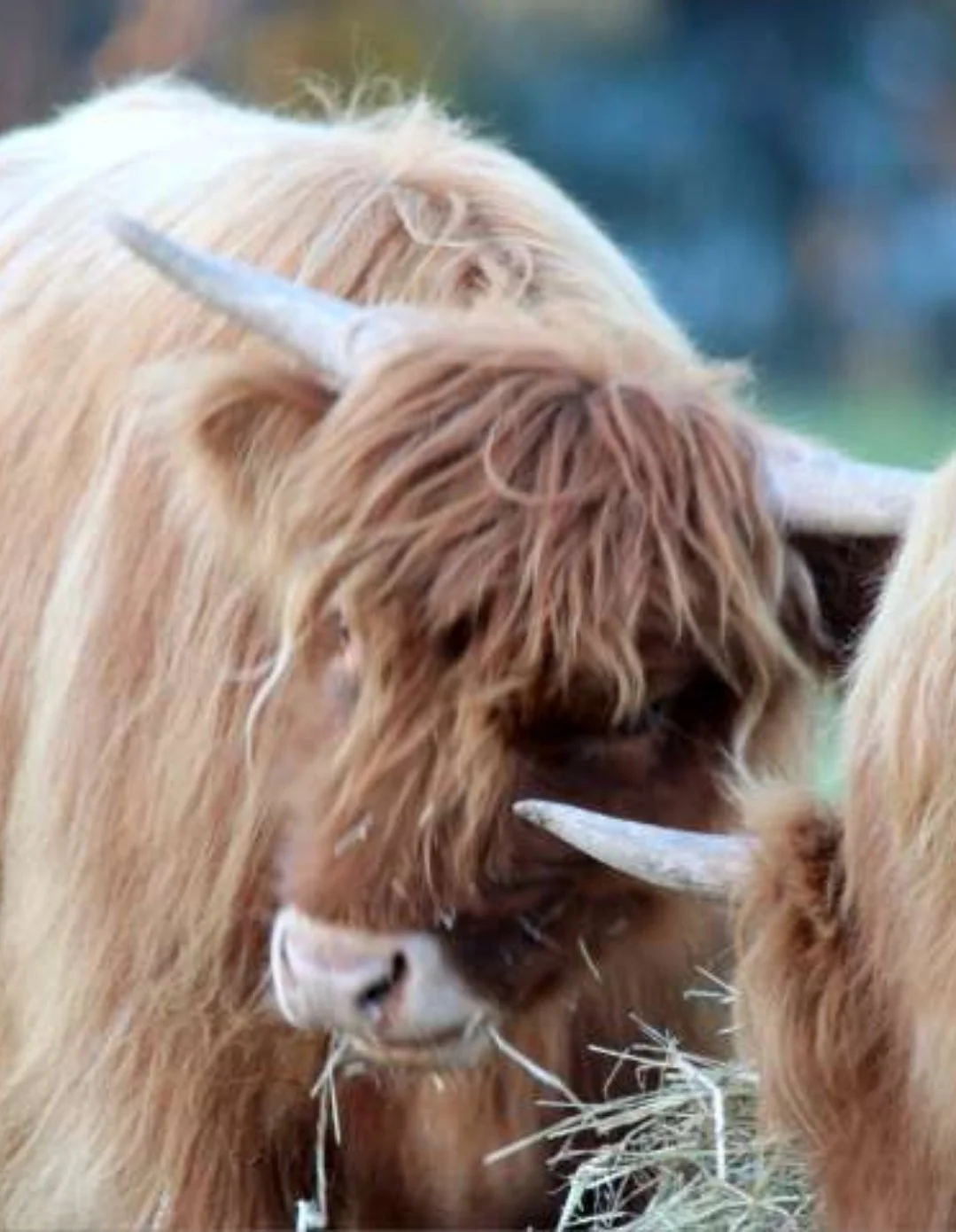 Highland Cow Towel