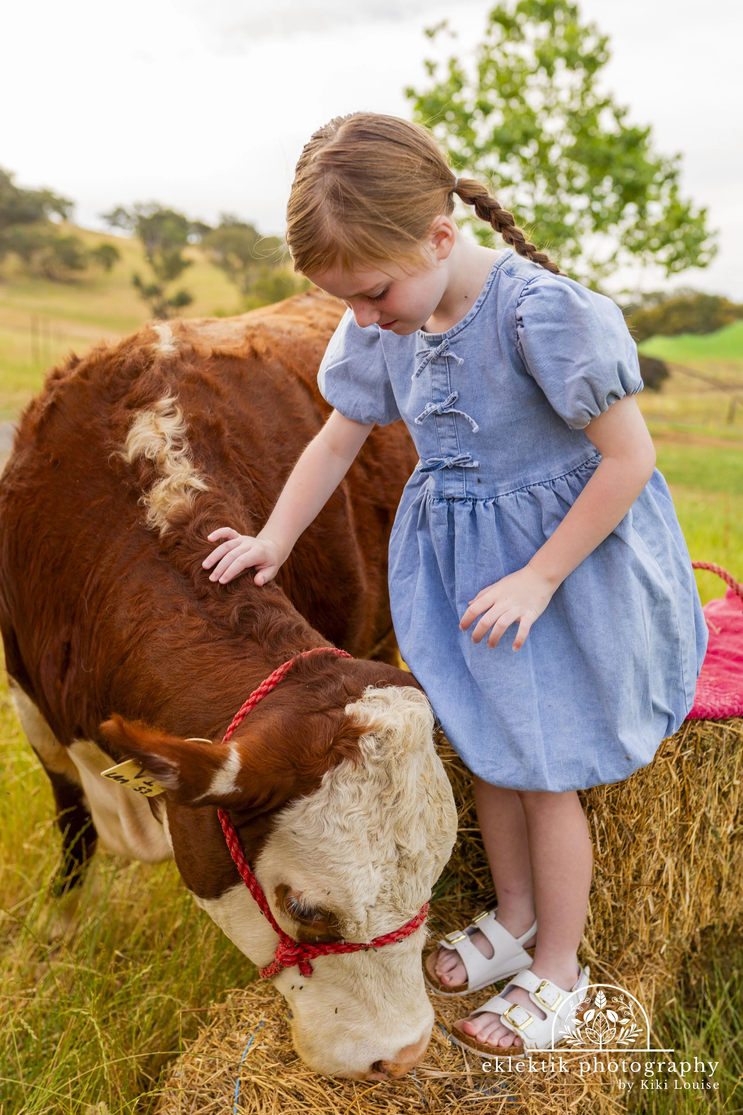 A young girl in a blue dress petting a cow on a hay bale outdoors.