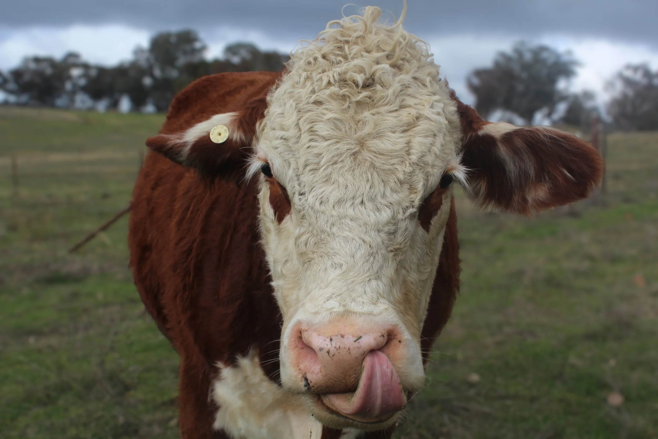 A close-up of a cow with a curly white face sticking out its tongue. The cow has brown ears and a yellow ear tag, and is standing in a grassy field with trees and cloudy sky in the background.