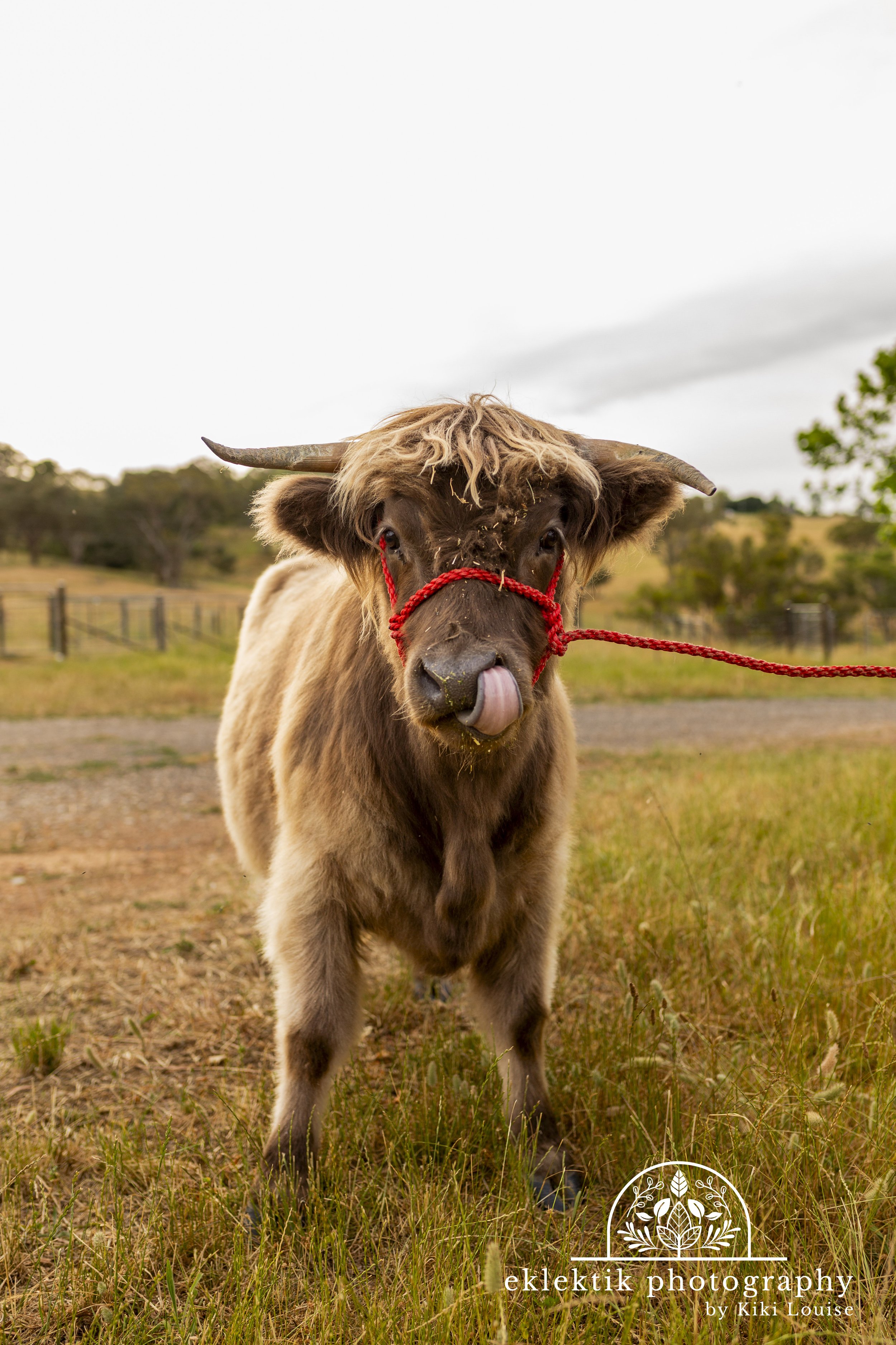 A small brown cow with long hair and horns, standing on grassy land, wearing a red halter, sticking out its tongue.