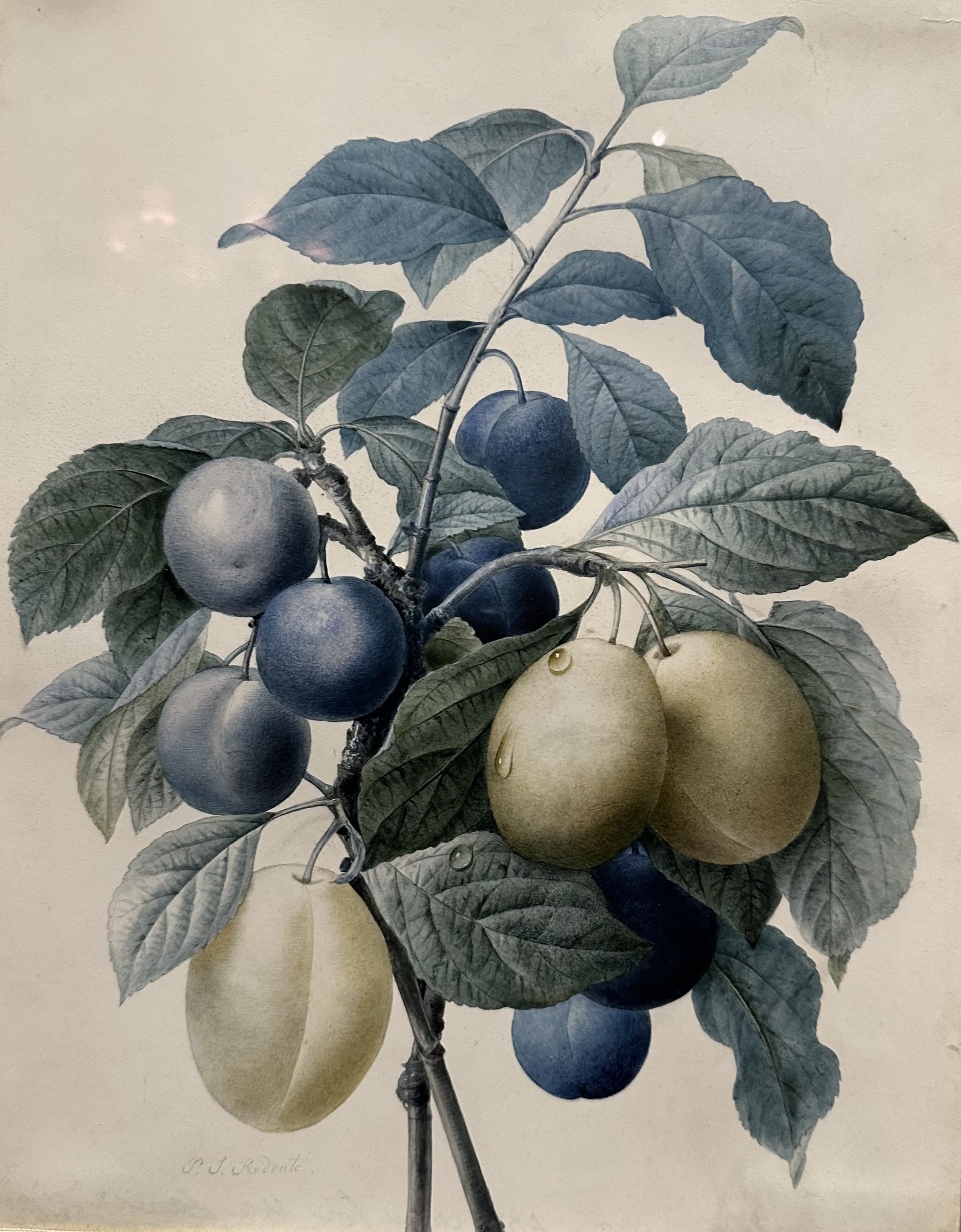 Pierre-Joseph Redoute, Plum Branches Intertwined, 1802-4