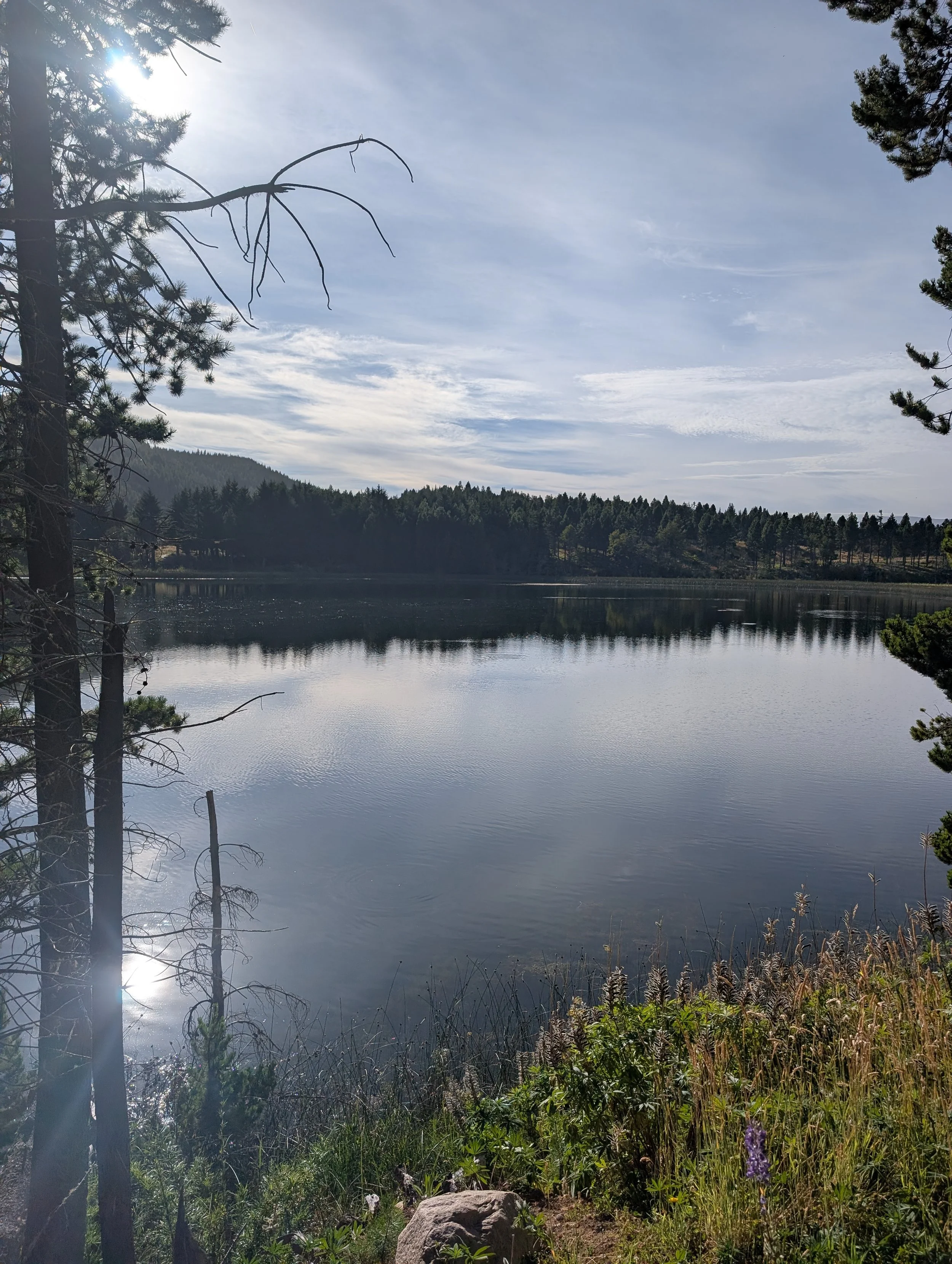 A tranquil lakeside scene with calm water reflecting the sky and surrounding trees.In the foreground, there are wild grasses and purple flowers. The background features a forested hillside and a partly cloudy sky with the sun shining through the trees.