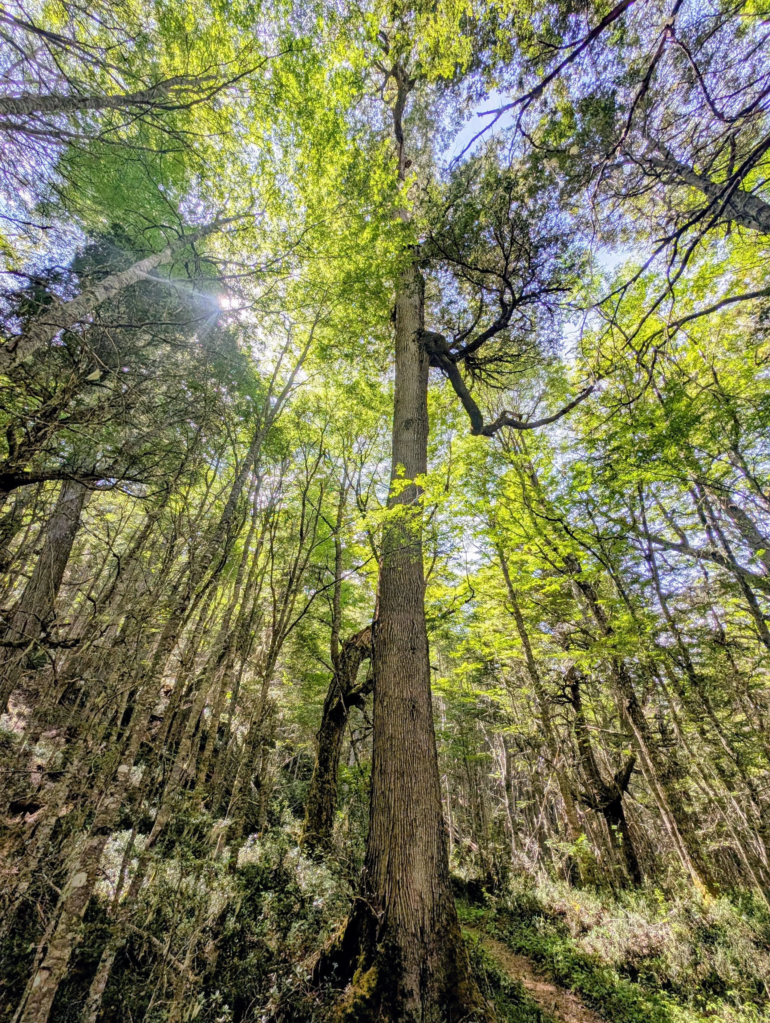 Tree frequencies Patagonia