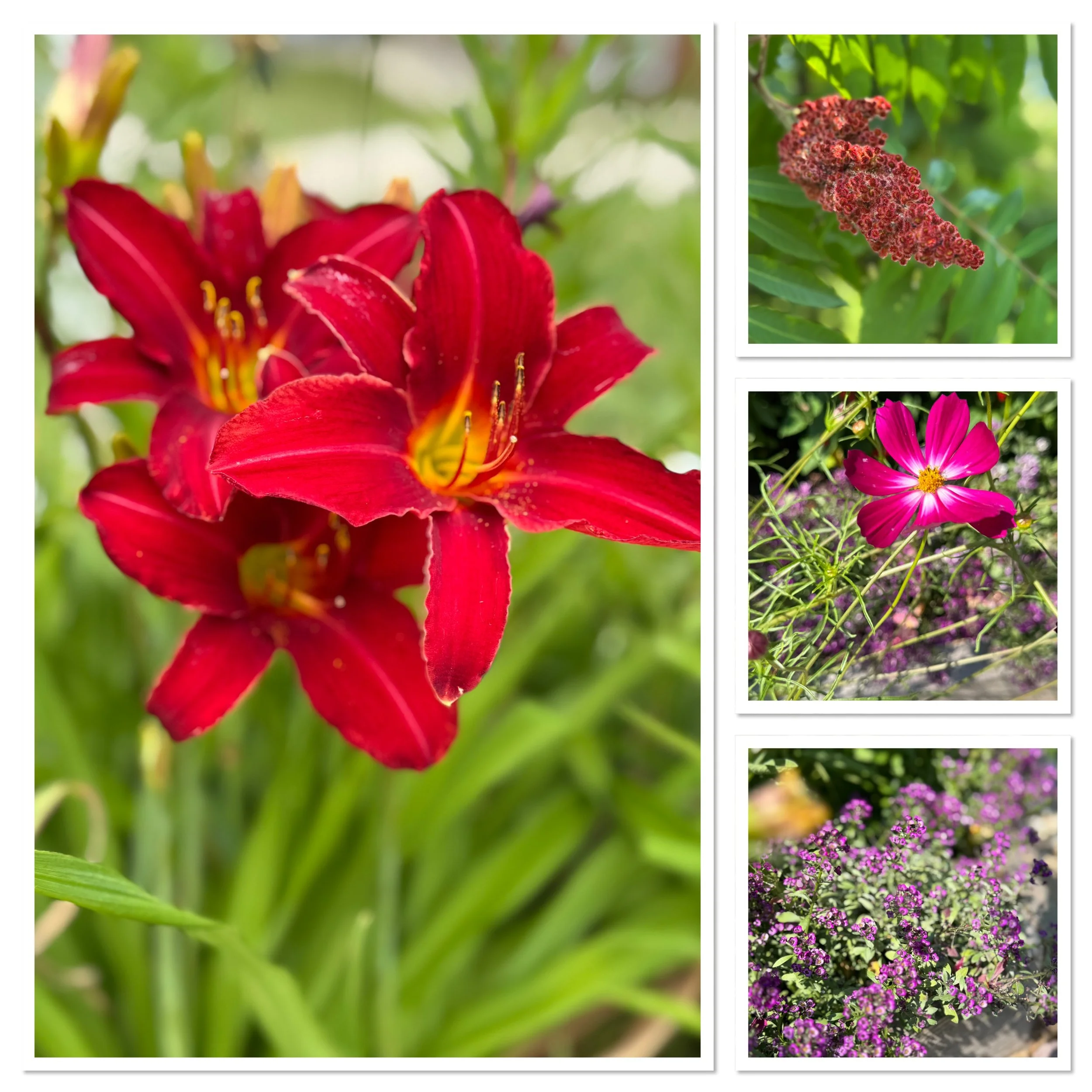 flowers 2.JPG