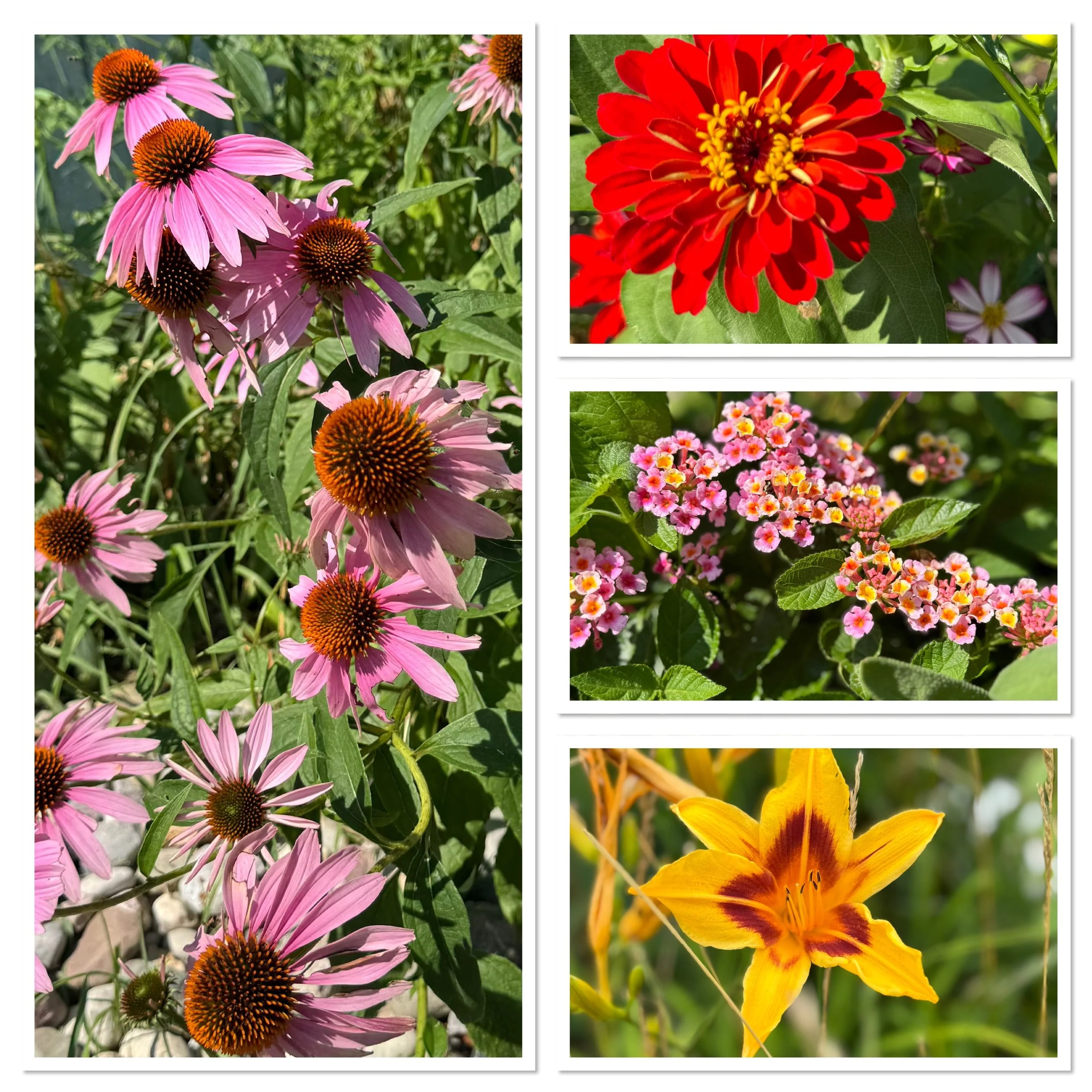 flowers 1.JPG
