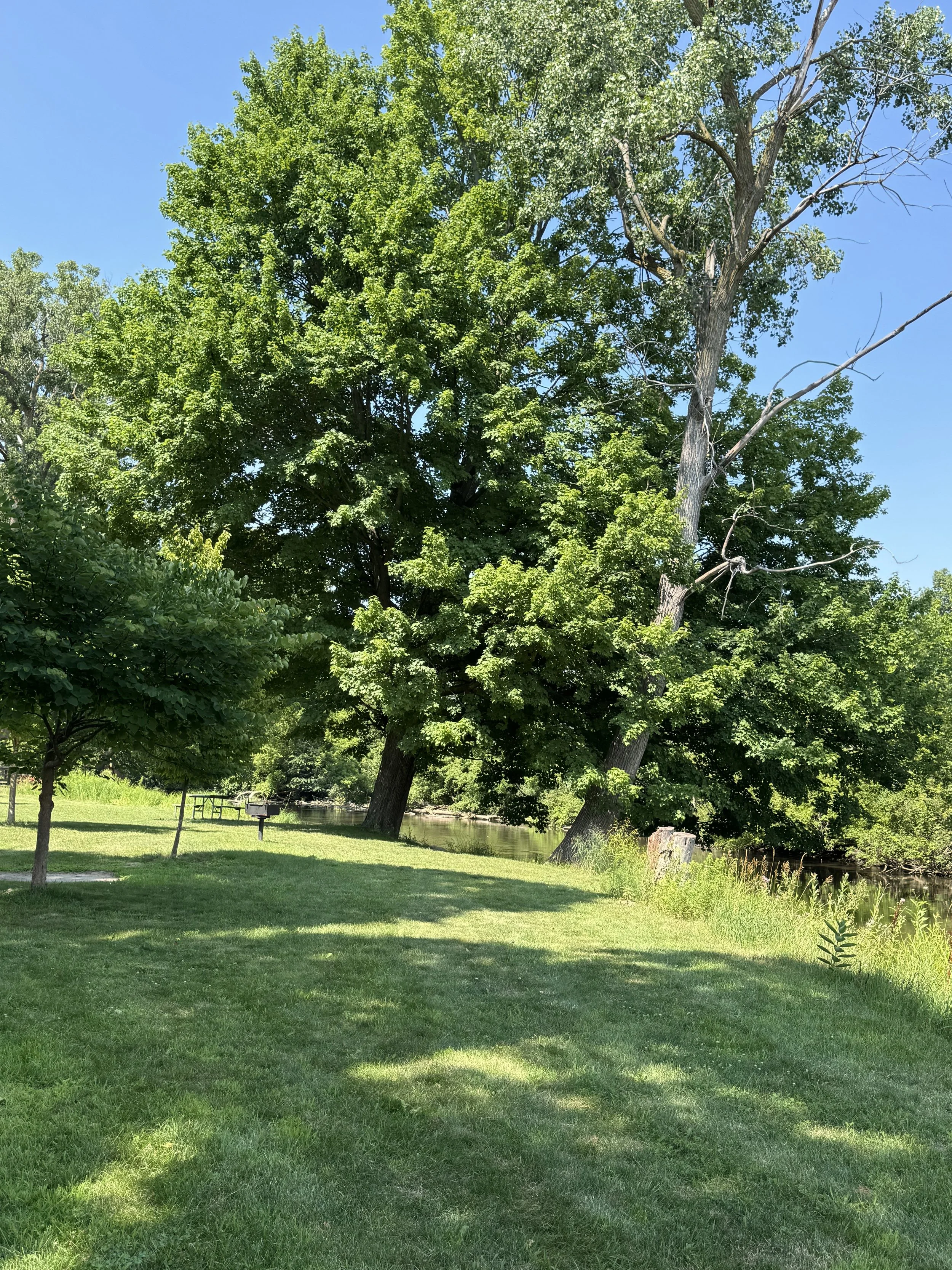 big tree.jpg
