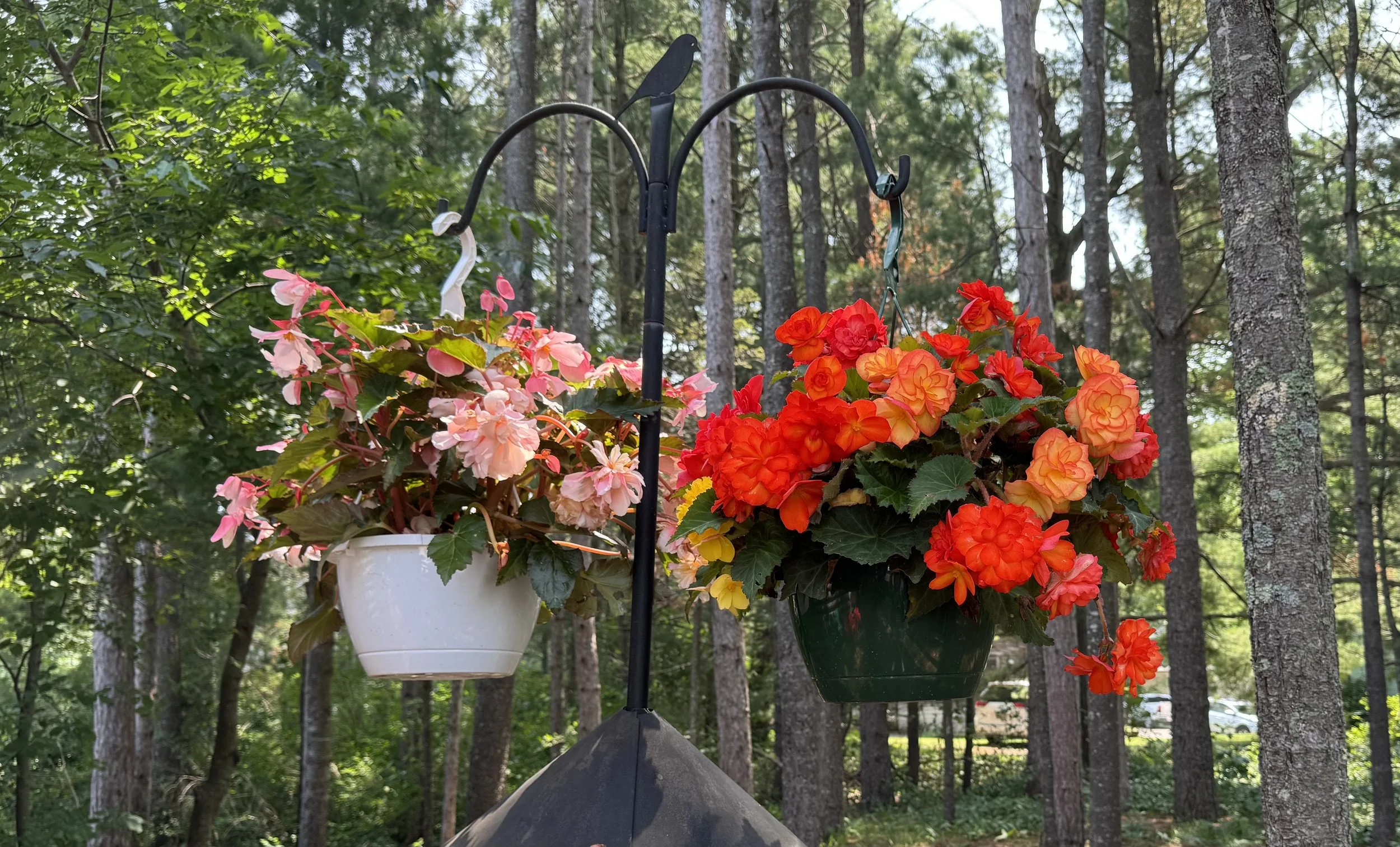 flowers 1.jpg