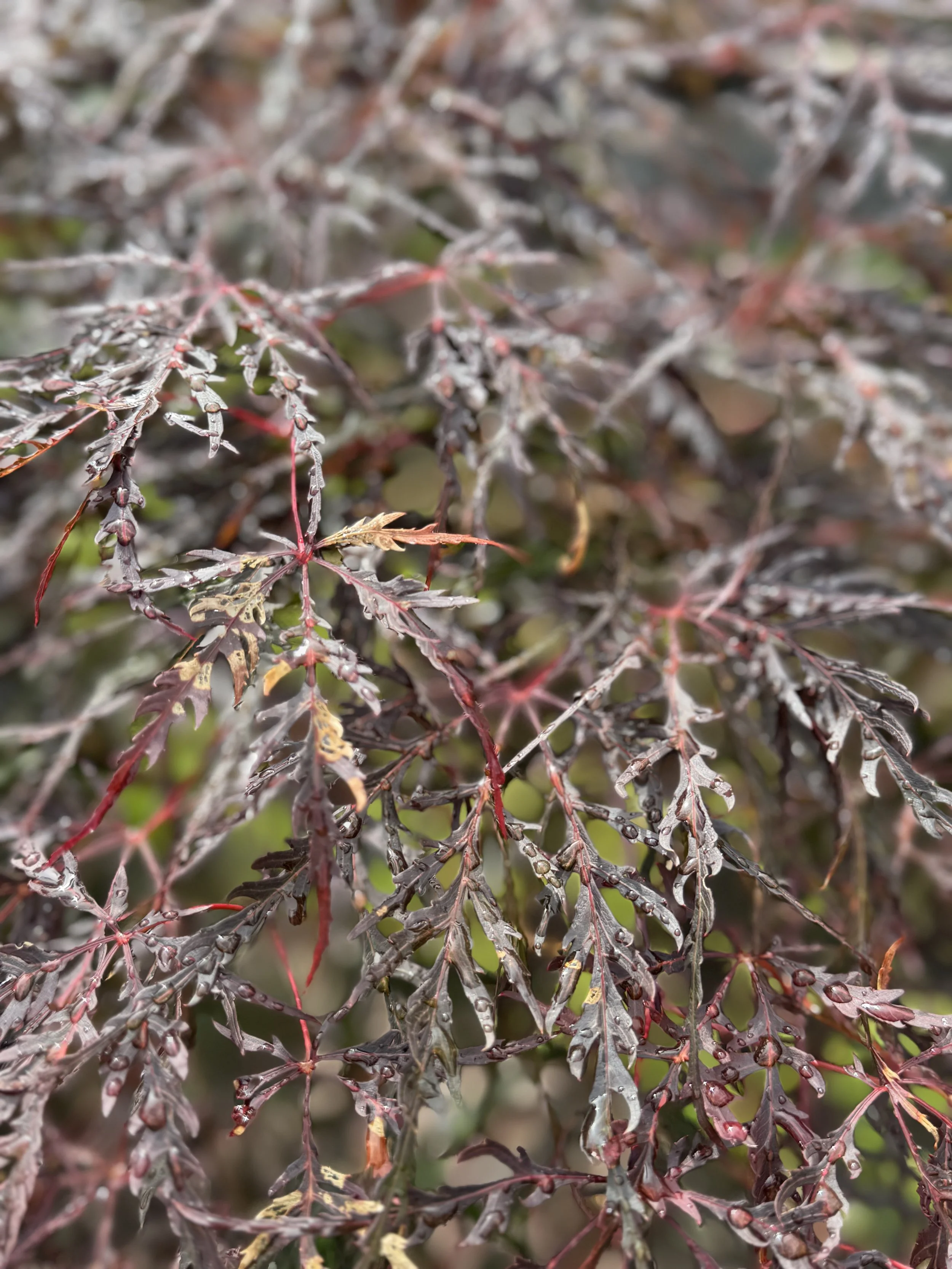 flowers at rv 3.jpg