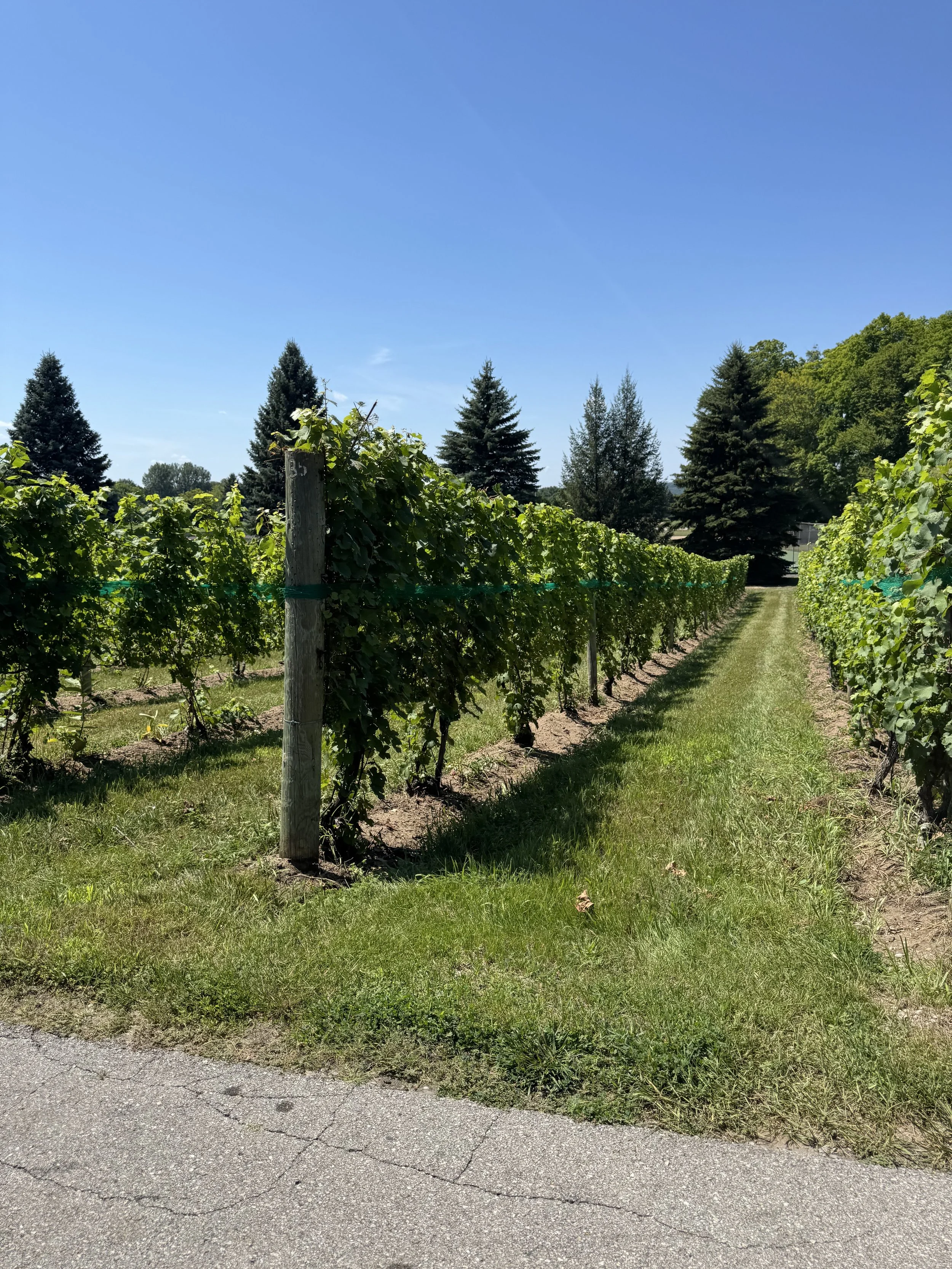 vines 1.jpg