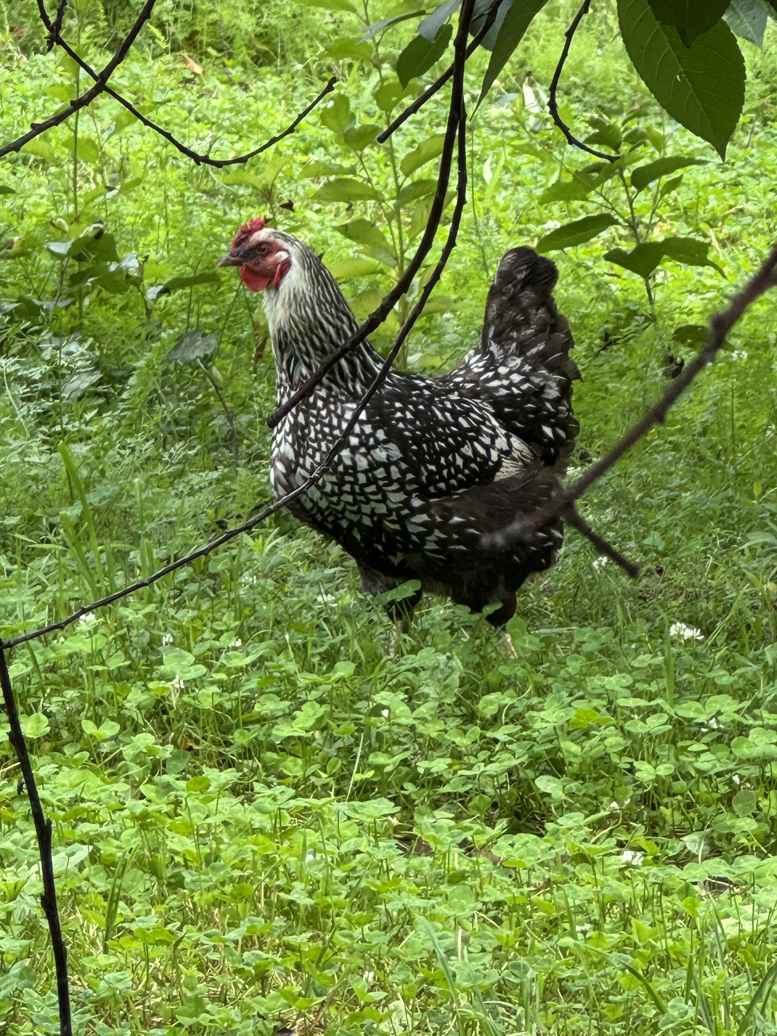chicken.jpg
