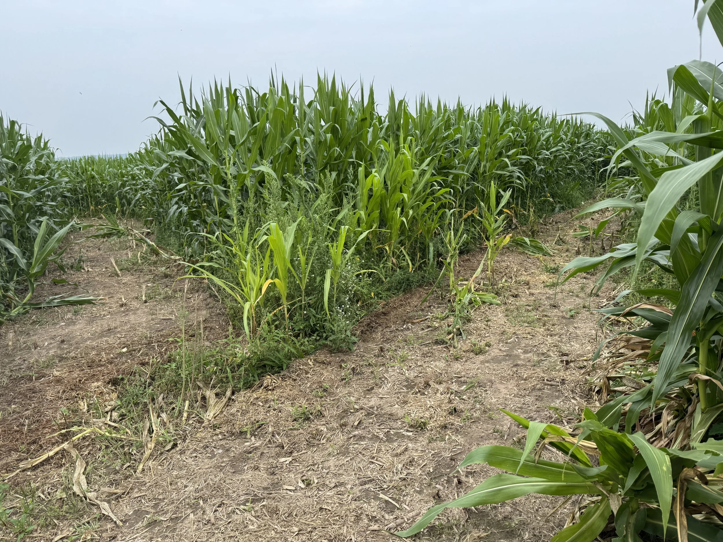 corn maze crossroads.jpg