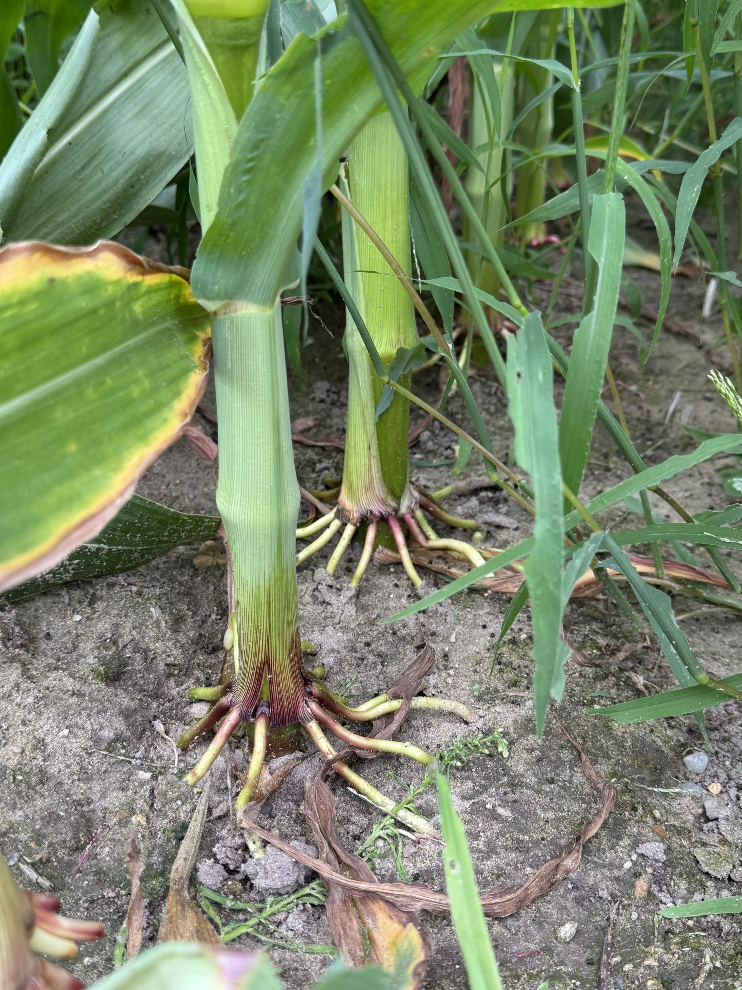 corn maze roots.jpg