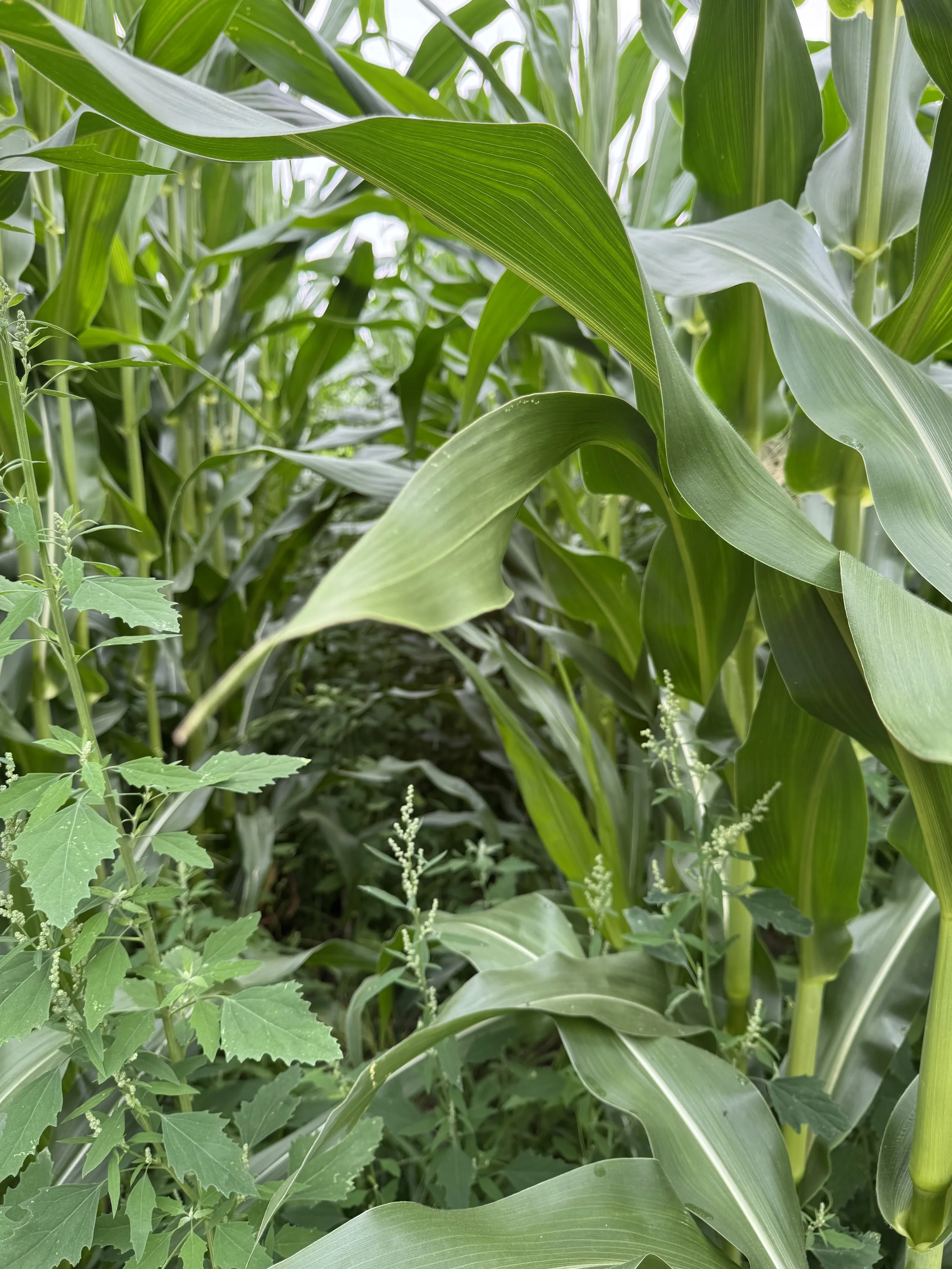 corn maze up close.jpg