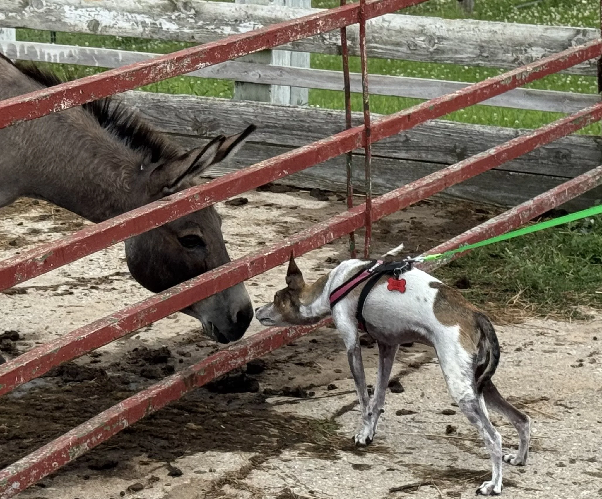 Nan and donkey.jpg
