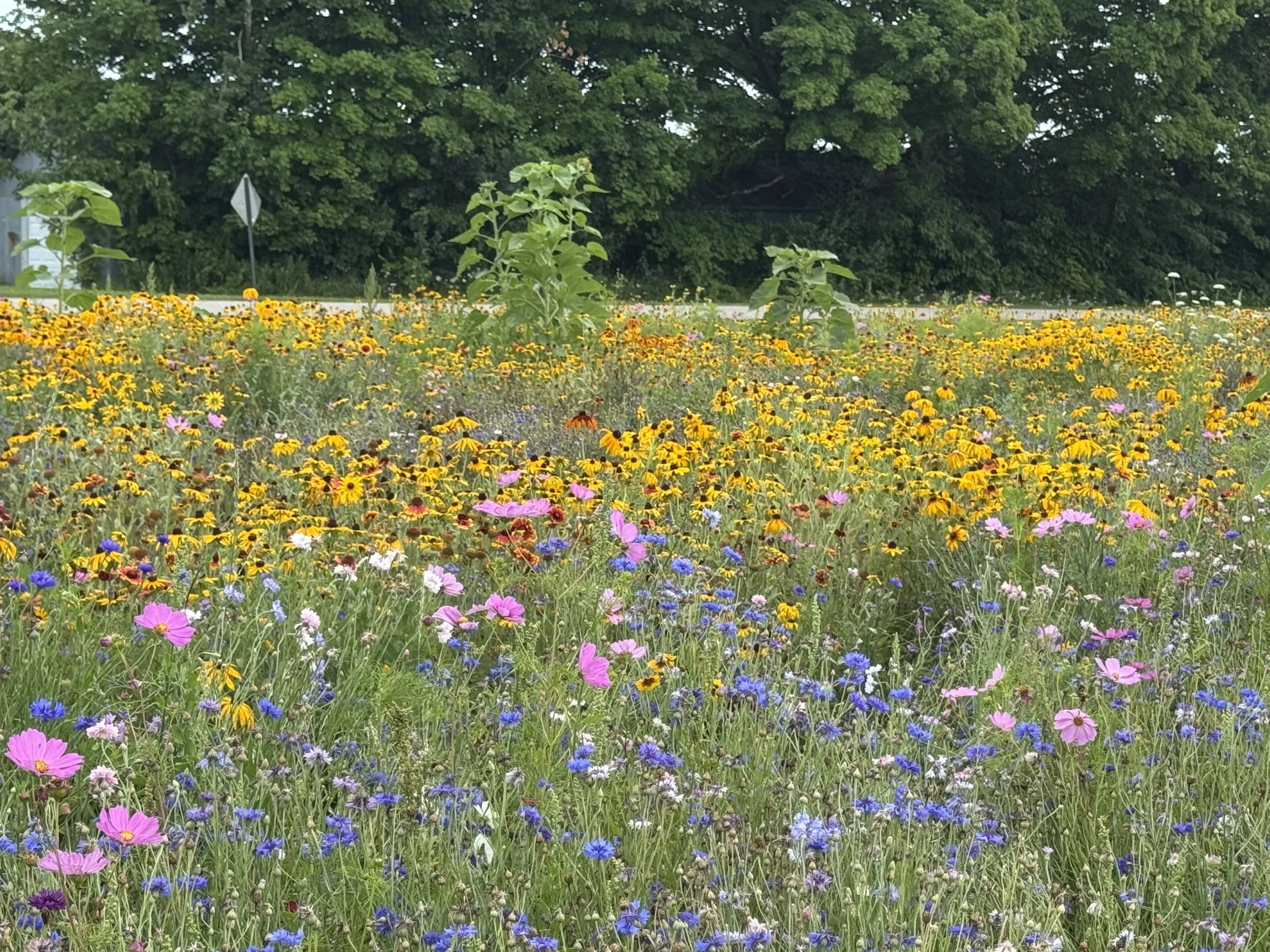 wildflowers.jpg