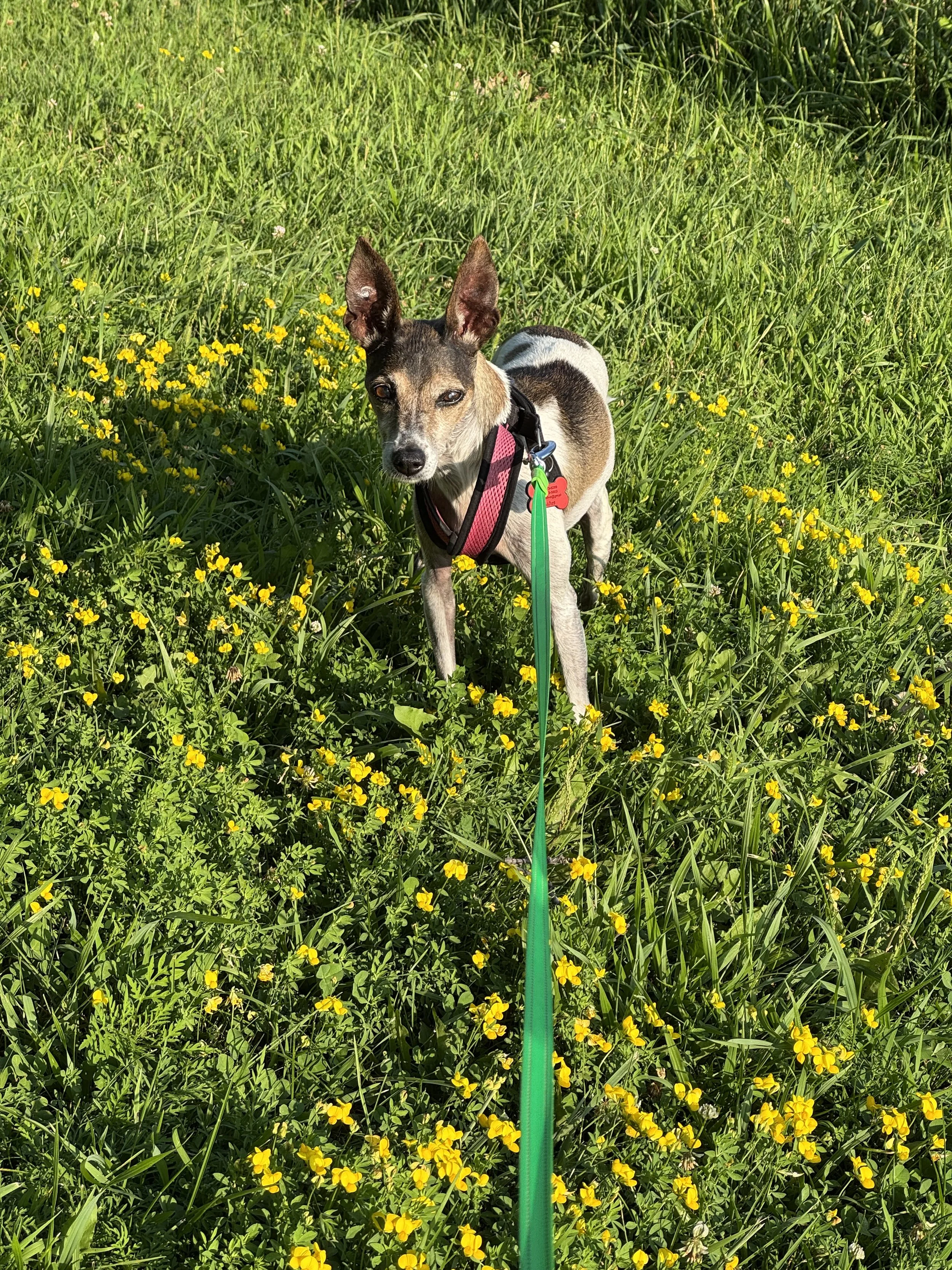 Nan in grass.jpg