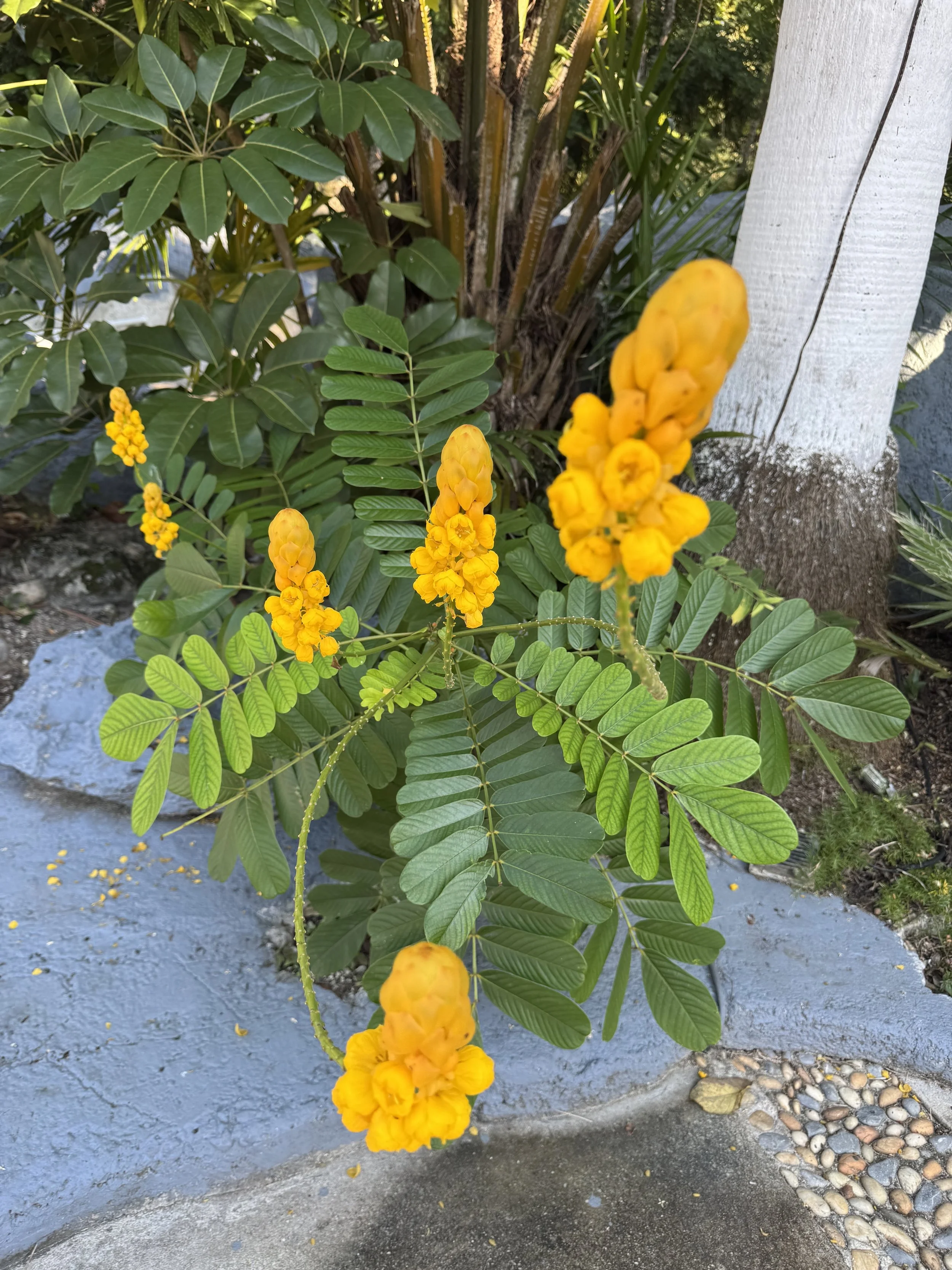 Pretty yellow flower.jpeg