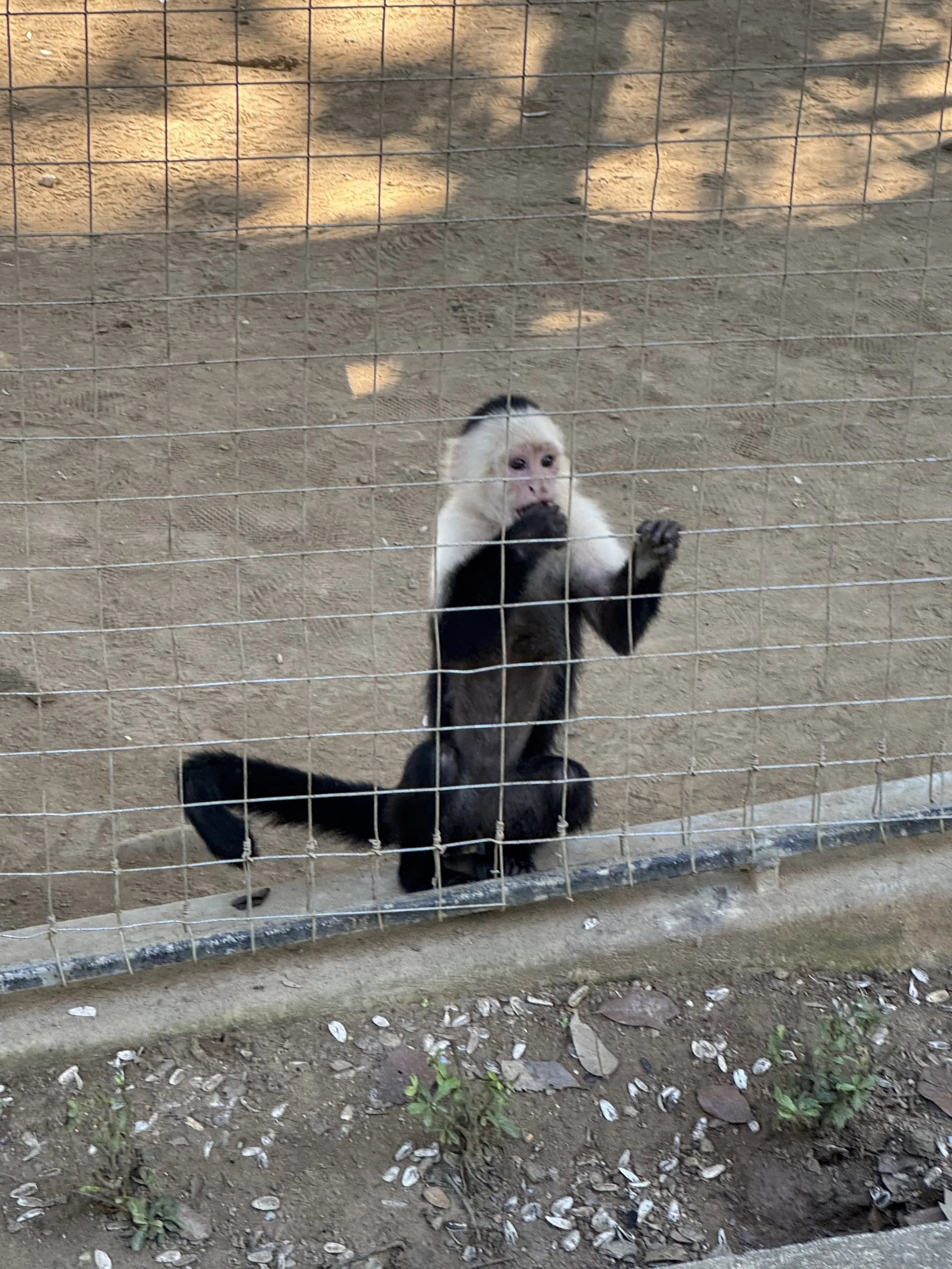 Monkey on ground.jpeg