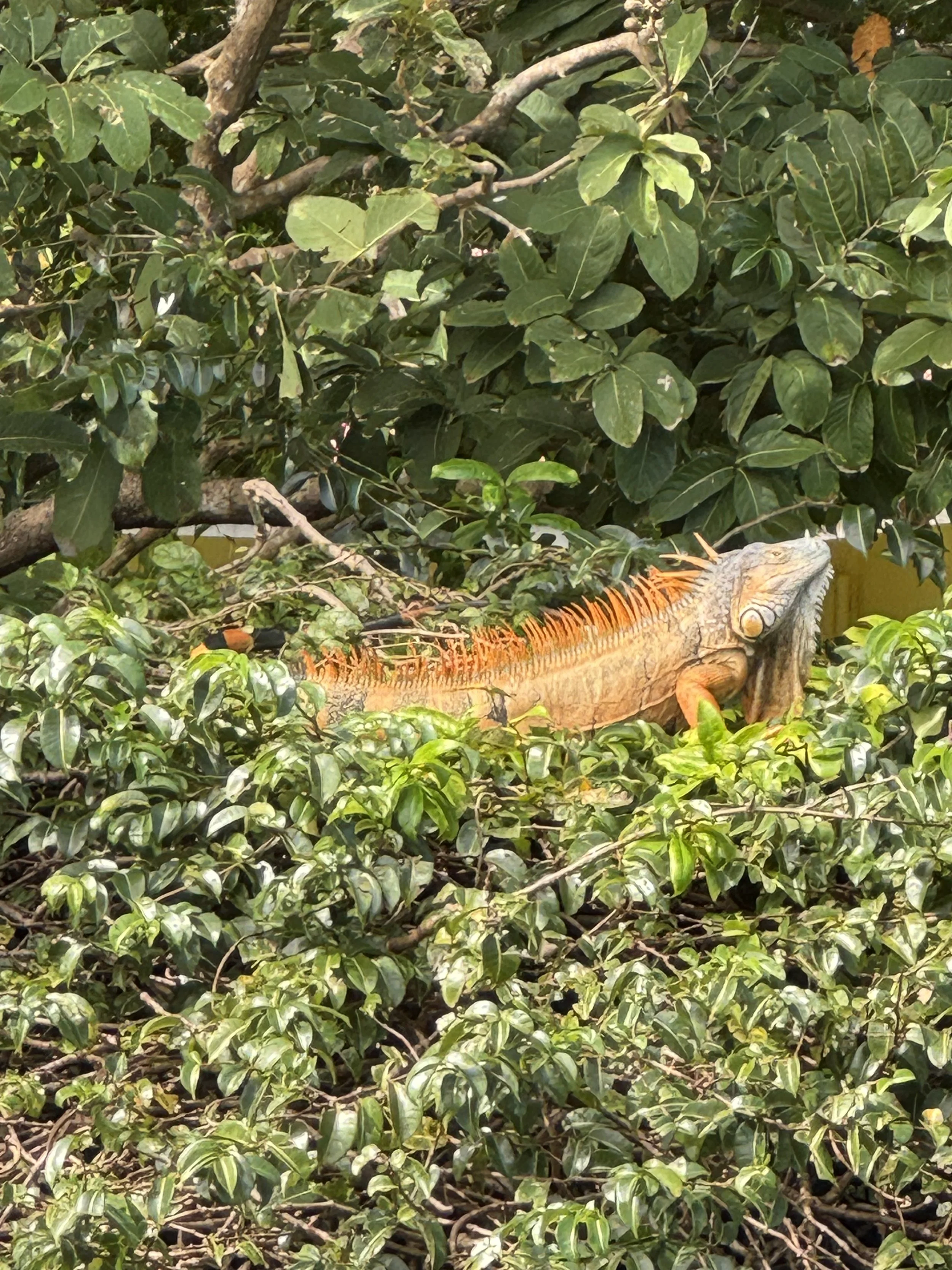 Bright orange iguana.jpeg