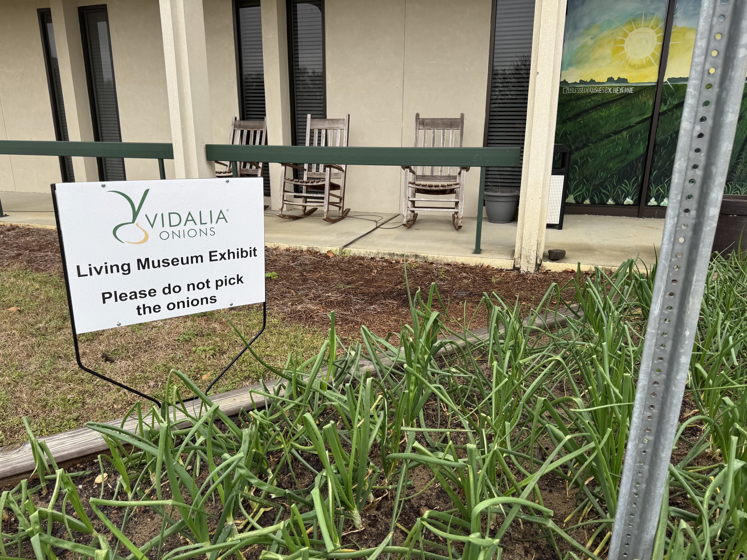 Tiny onion field.jpeg