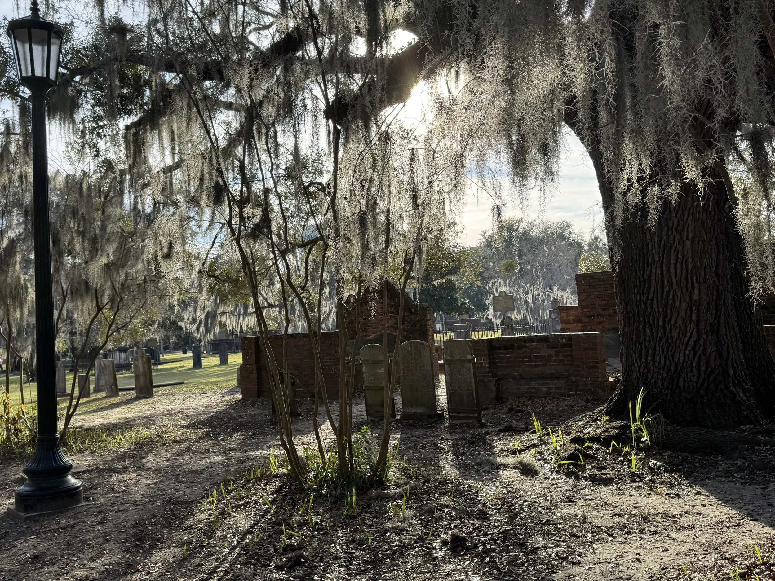 DAR cemetary moss 2.jpeg