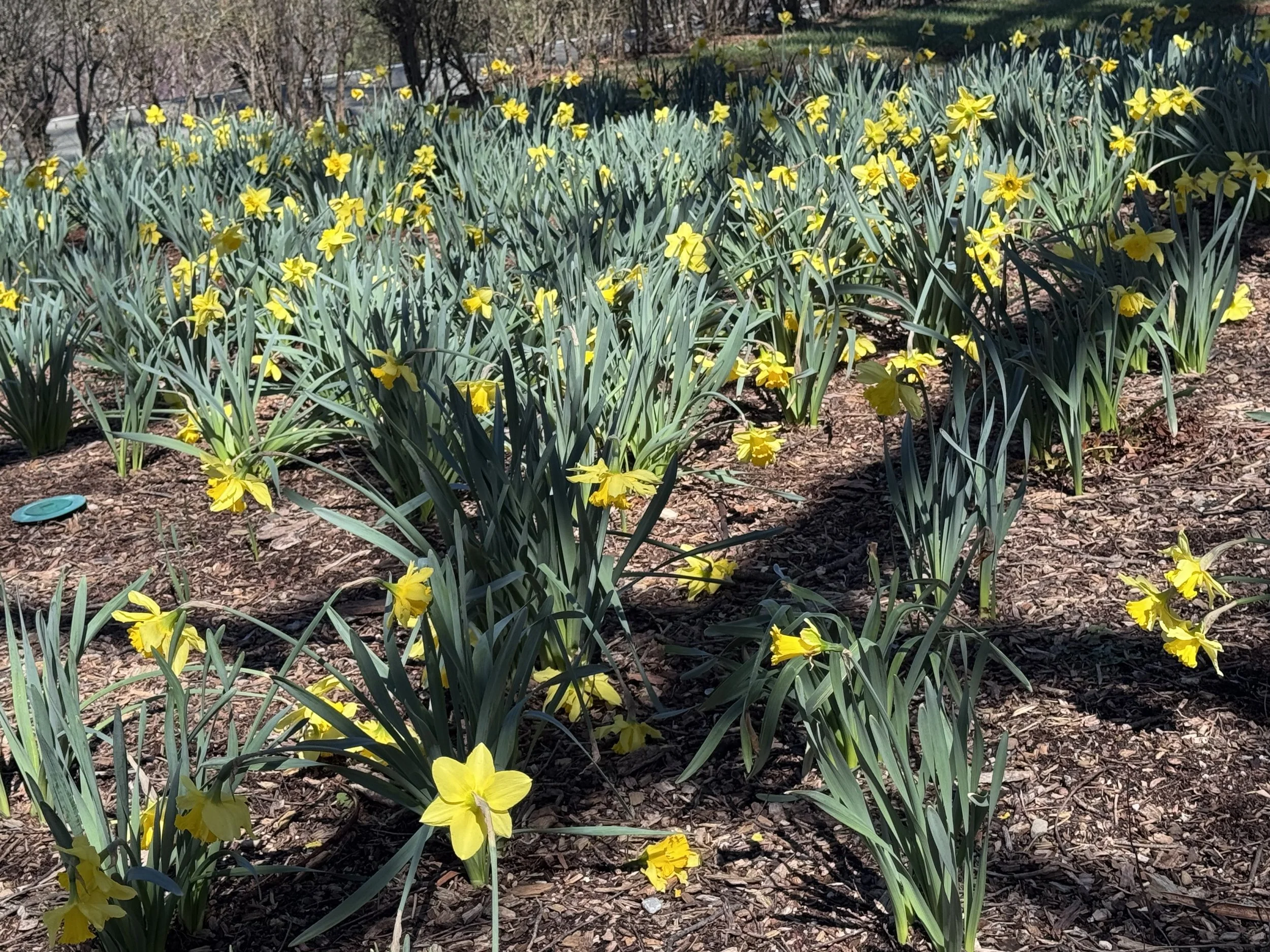Daffodils.jpeg