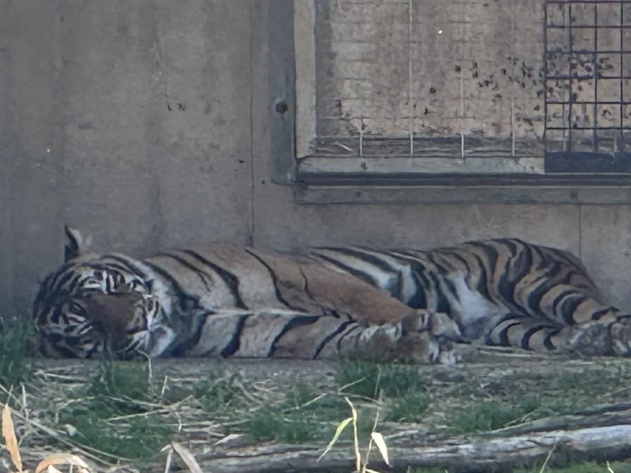 Sleepy tiger.jpeg