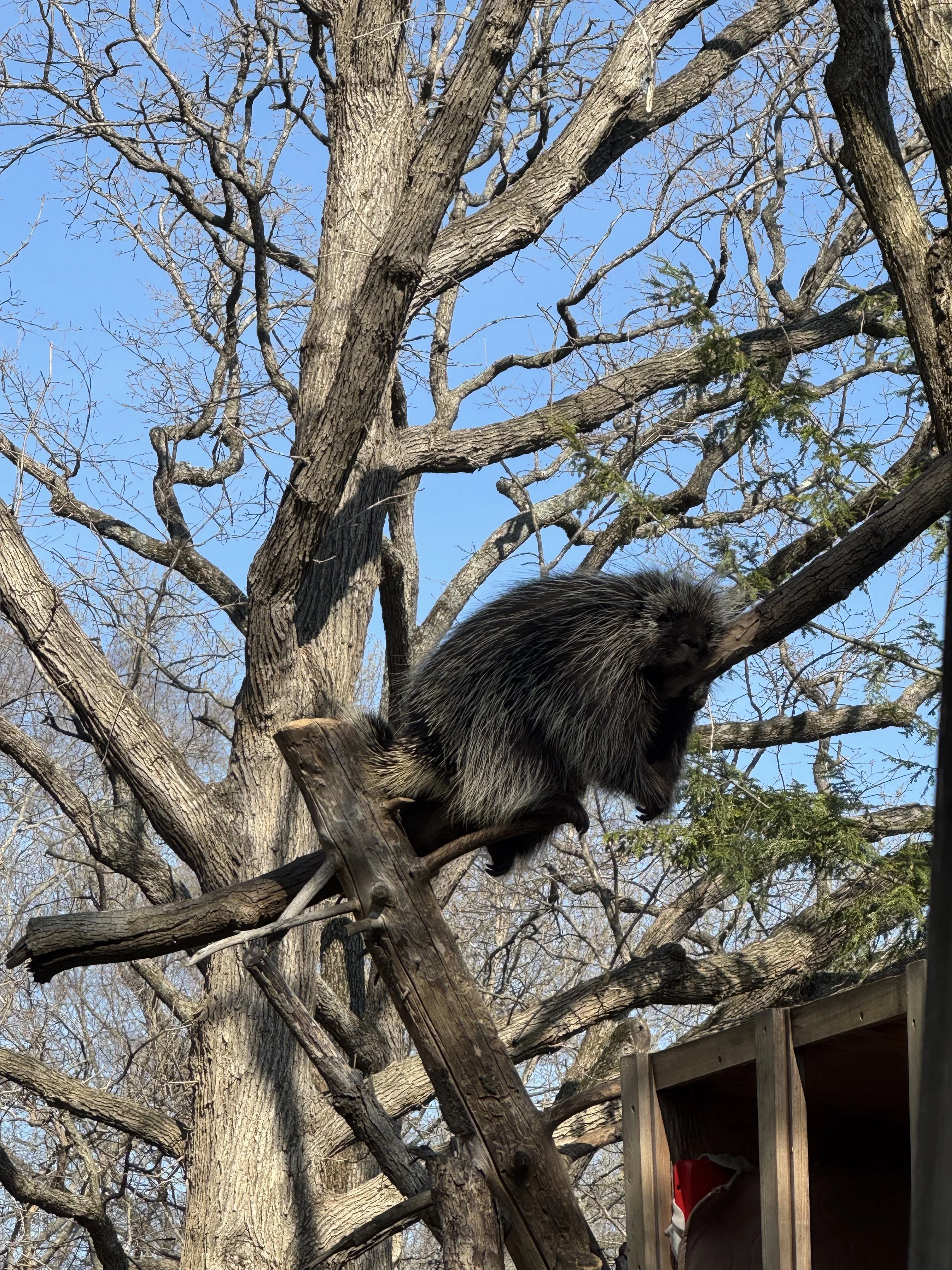 Fuzzy thing in tree.jpeg