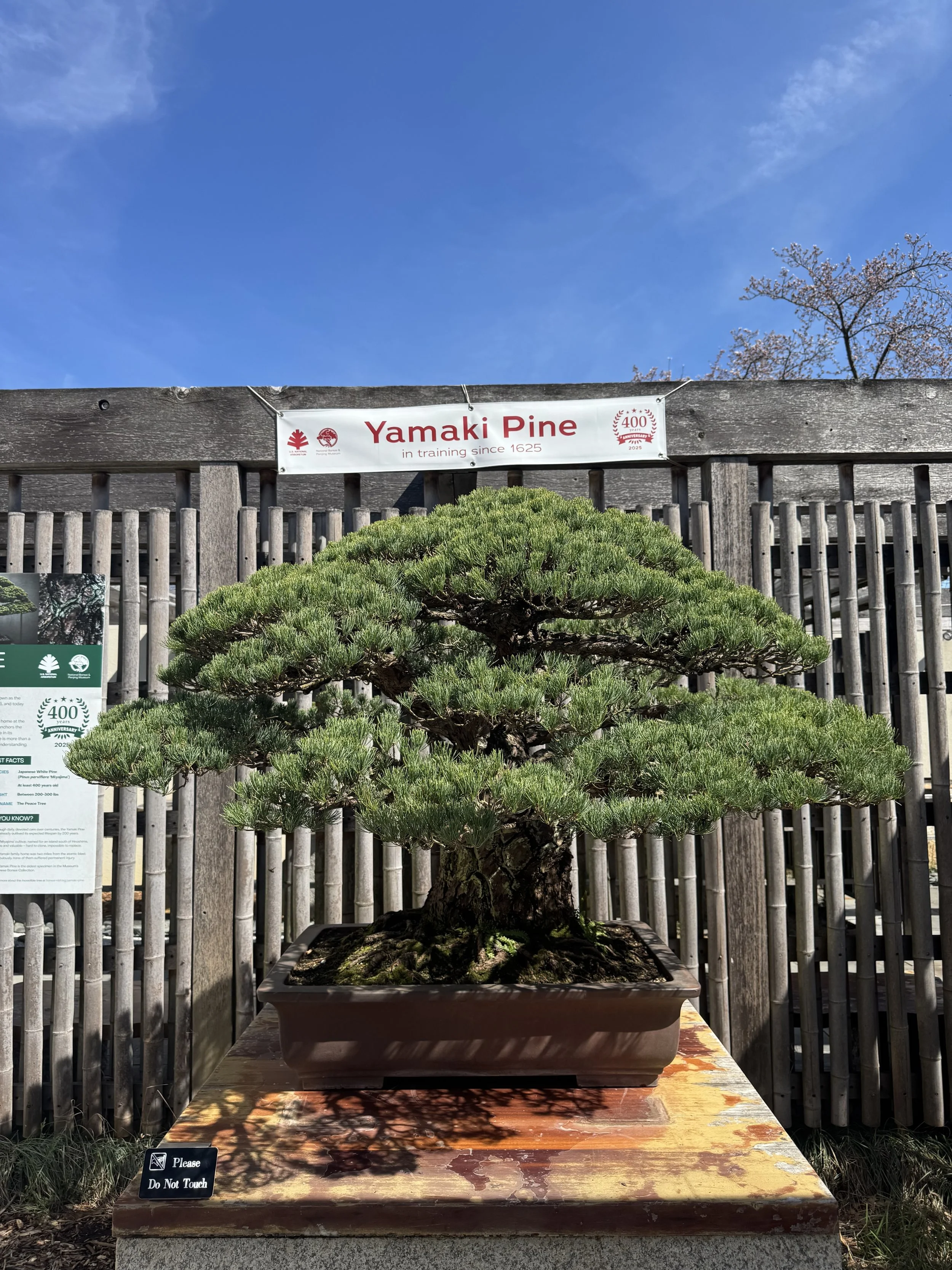 Yamaki tree 1.jpeg
