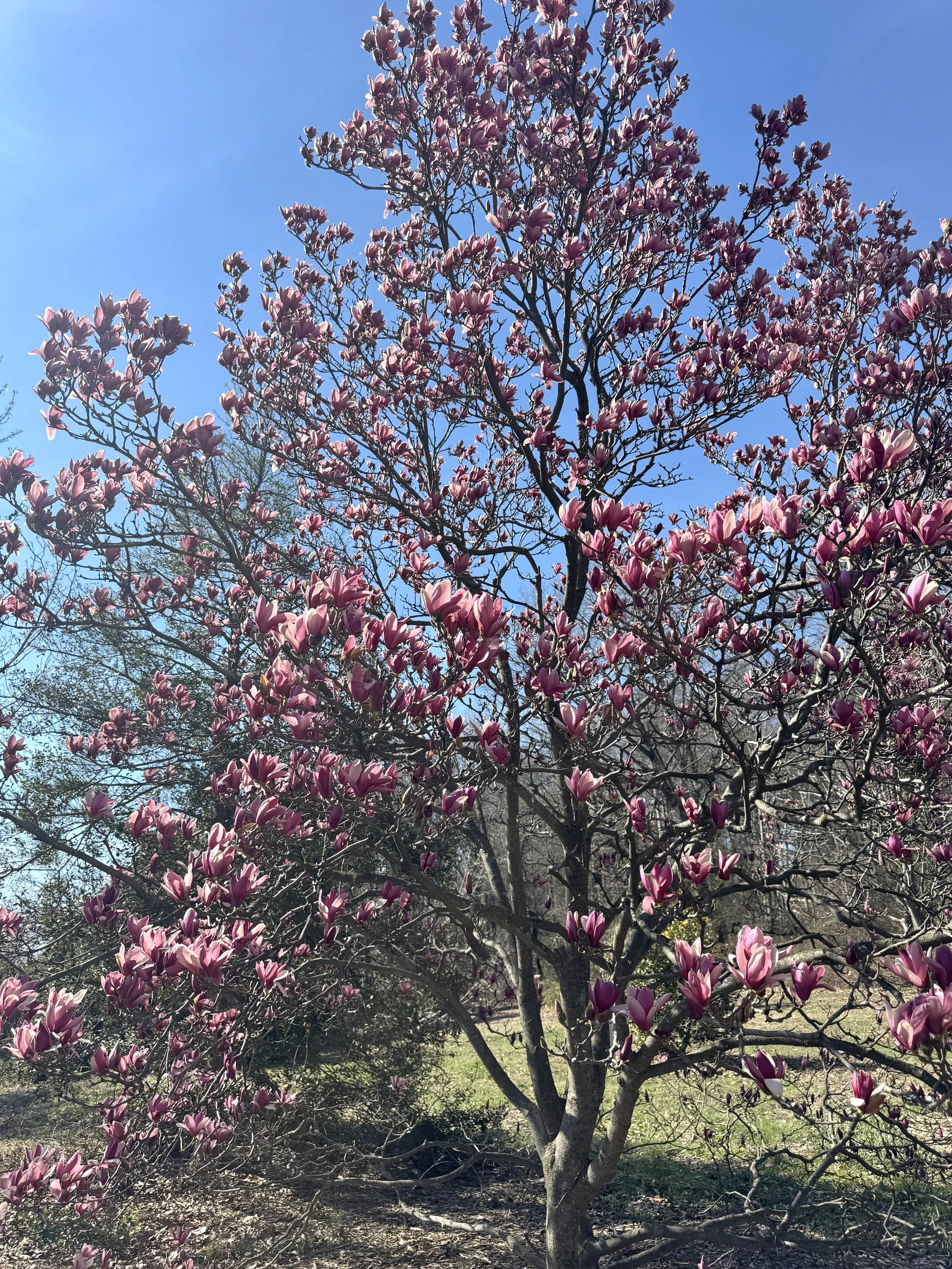 Magnolia.jpeg