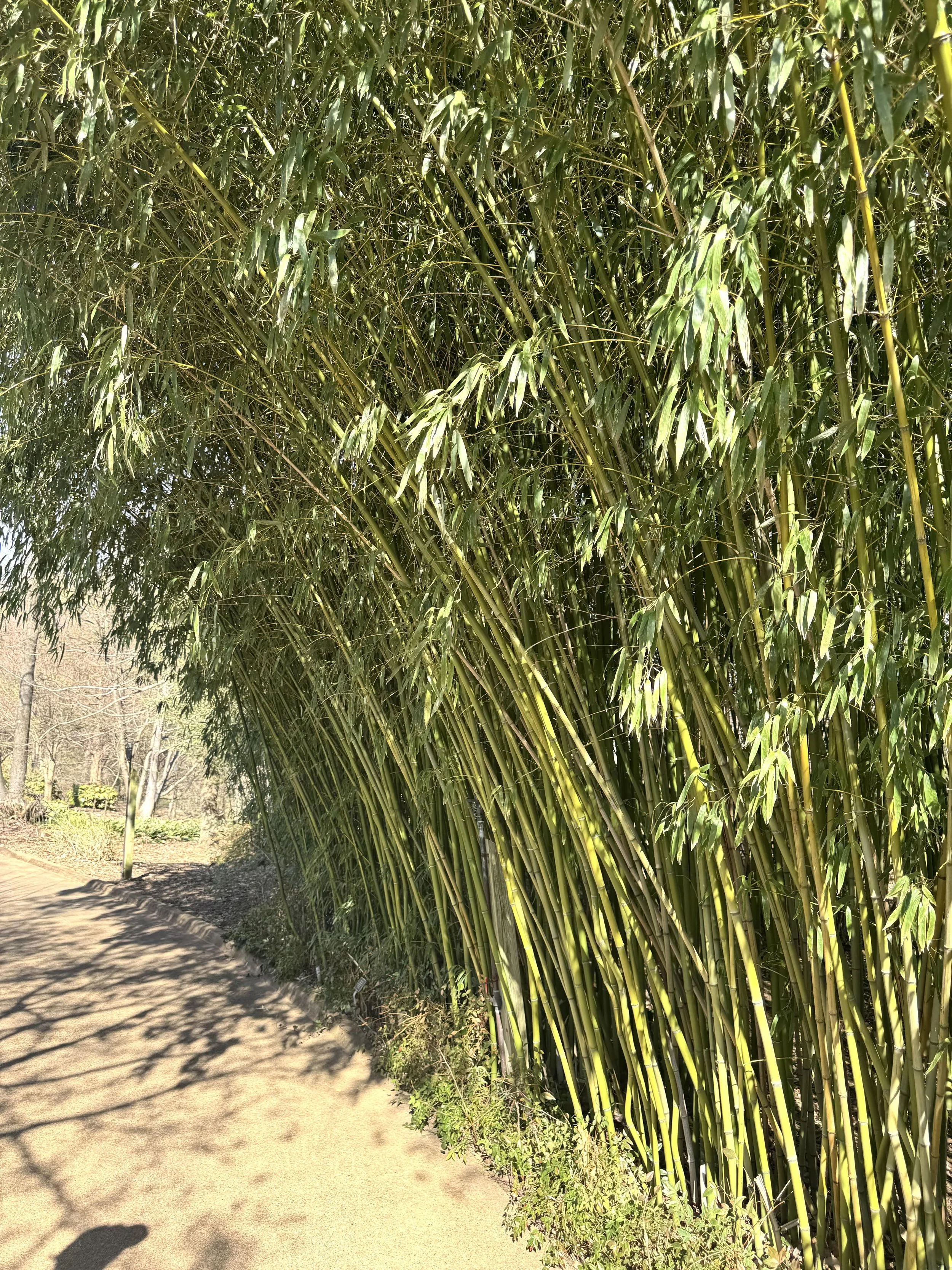 Bamboo.jpeg