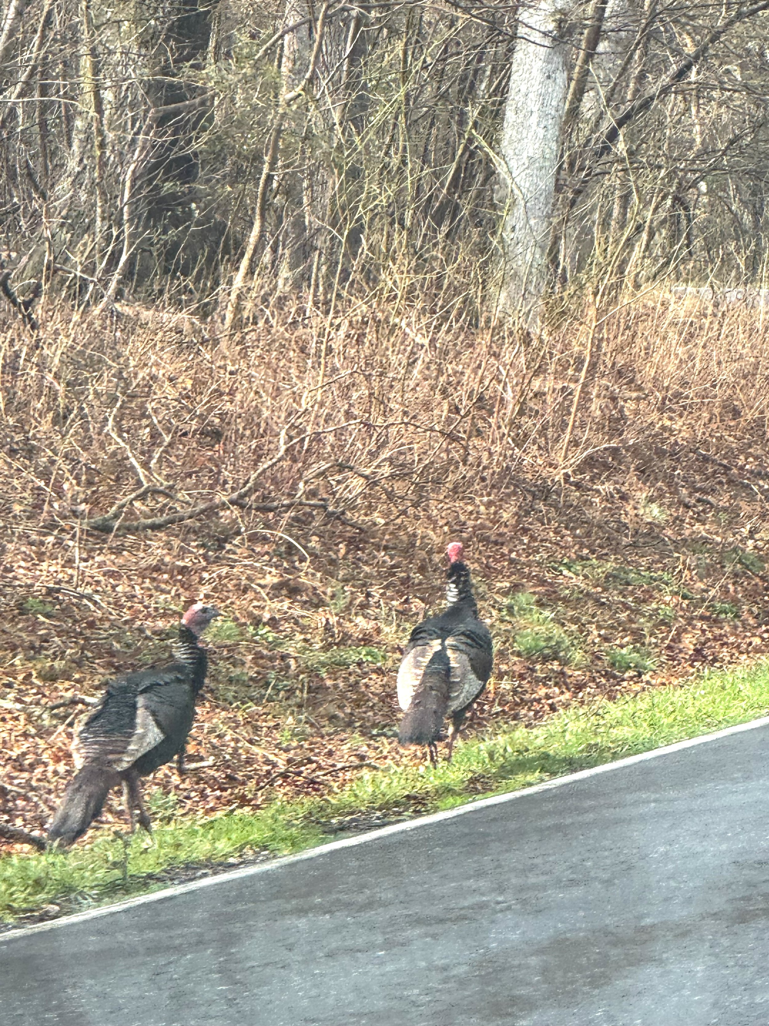 Wild turkeys.jpeg